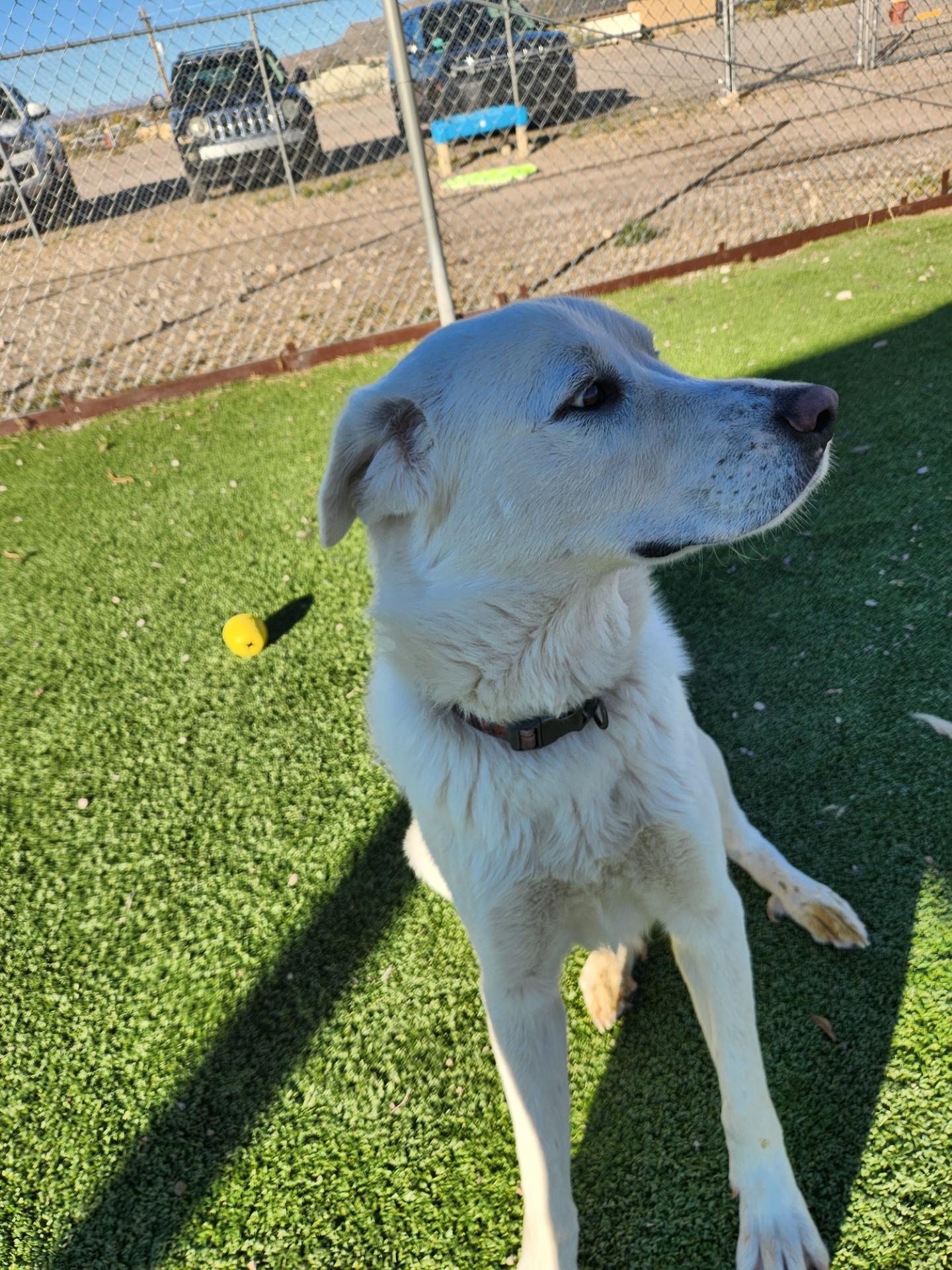 Enlarge Ghost, a Adoptable Great Pyrenees in Truth or Consequences , NM image 5/6