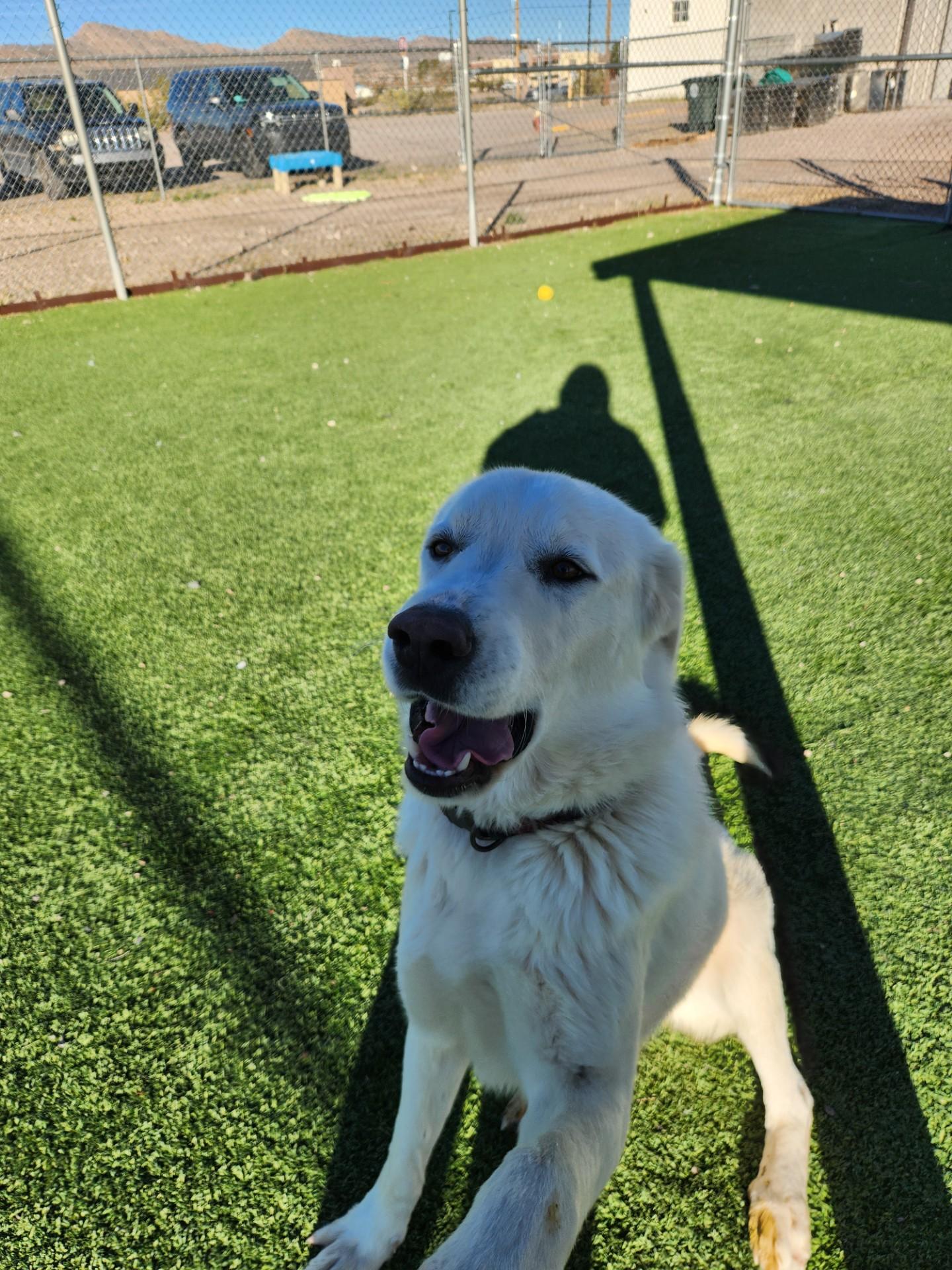 Enlarge Ghost, a Adoptable Great Pyrenees in Truth or Consequences , NM image 6/6