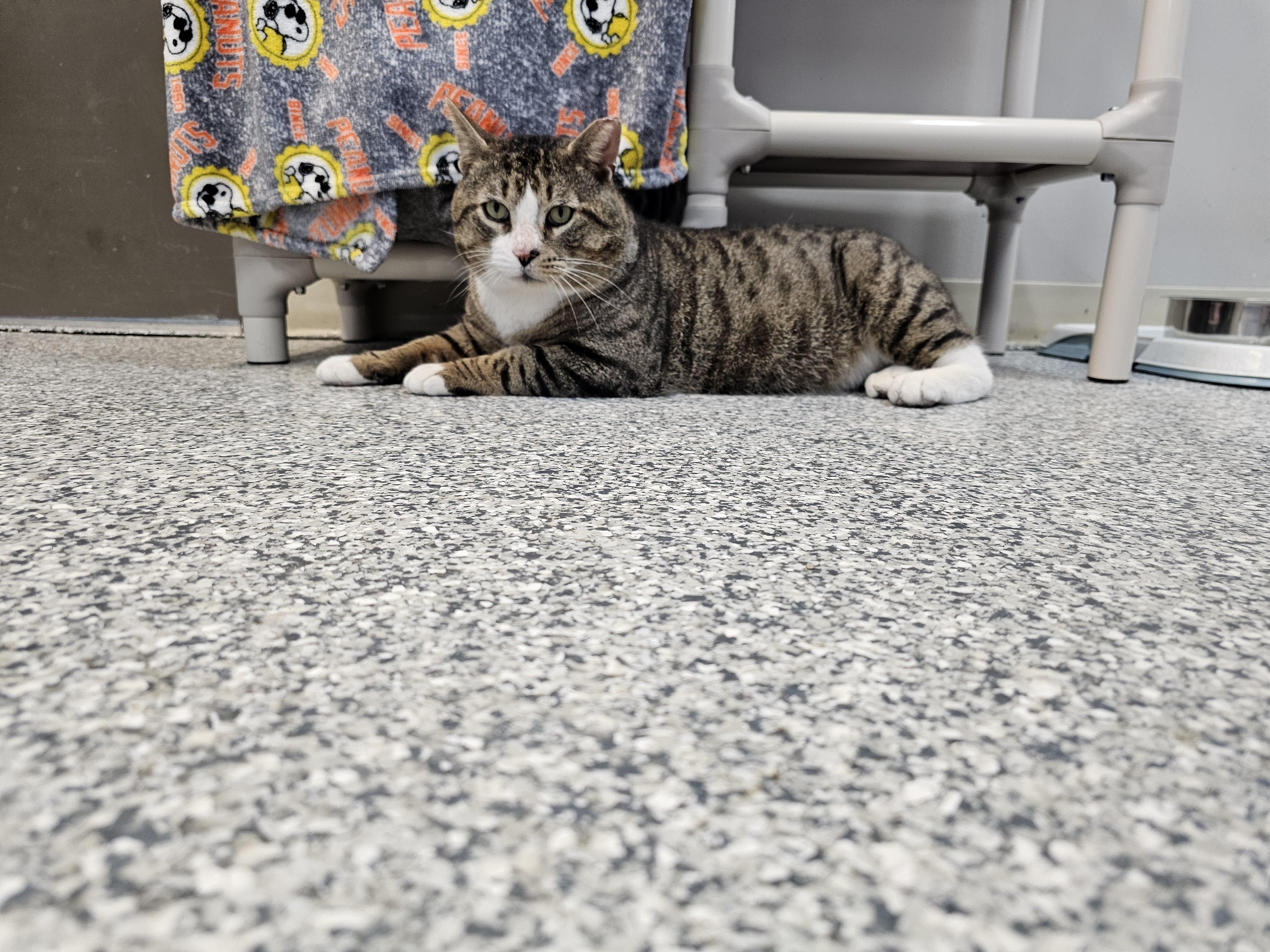 Enlarge Tiger, a ADOPTABLE Domestic Short Hair in Dunkirk, NY image 3/3