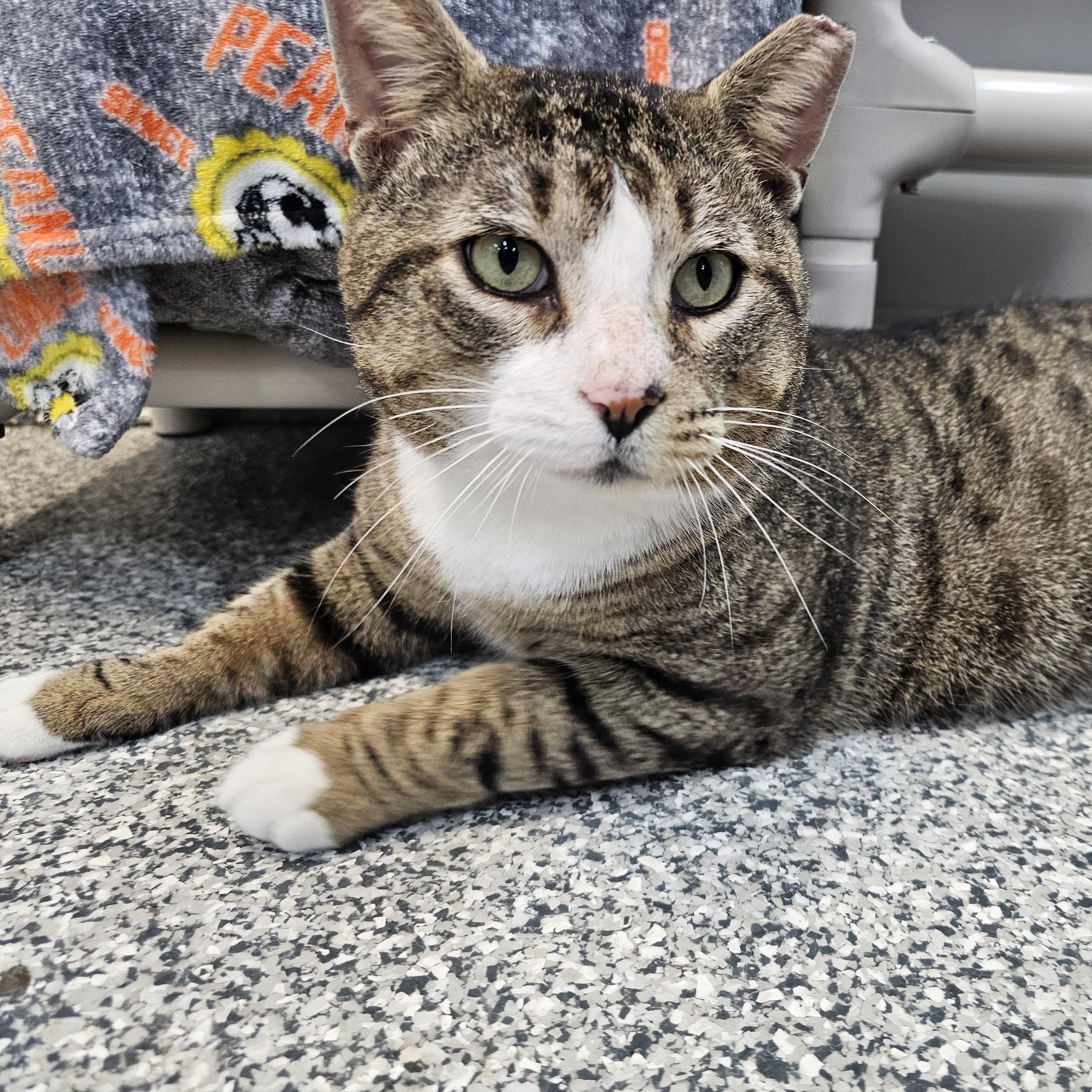 Tiger, ADOPTABLE, Adult Male Domestic Short Hair.