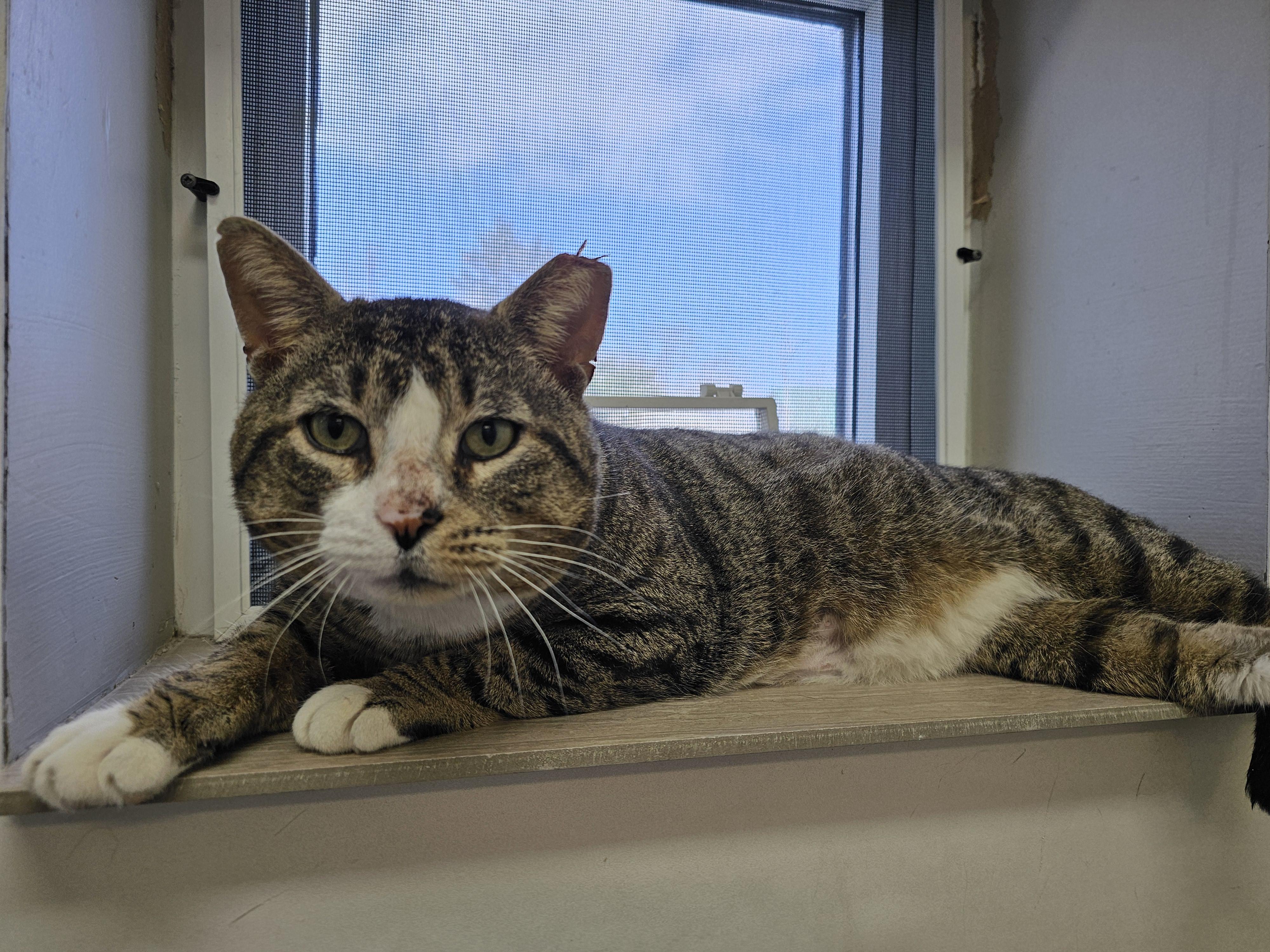 Enlarge Tiger, a ADOPTABLE Domestic Short Hair in Dunkirk, NY image 2/3