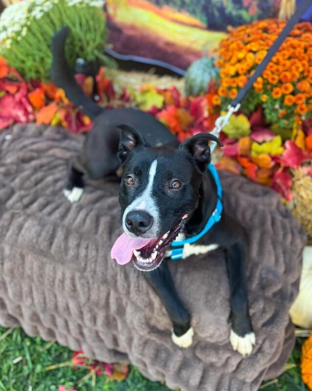 Enlarge Mashira, a ADOPTABLE Mixed Breed in Miamitown, OH image 2/4