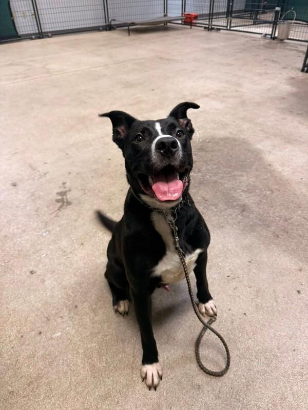 Enlarge Mashira, a ADOPTABLE Mixed Breed in Miamitown, OH image 4/4