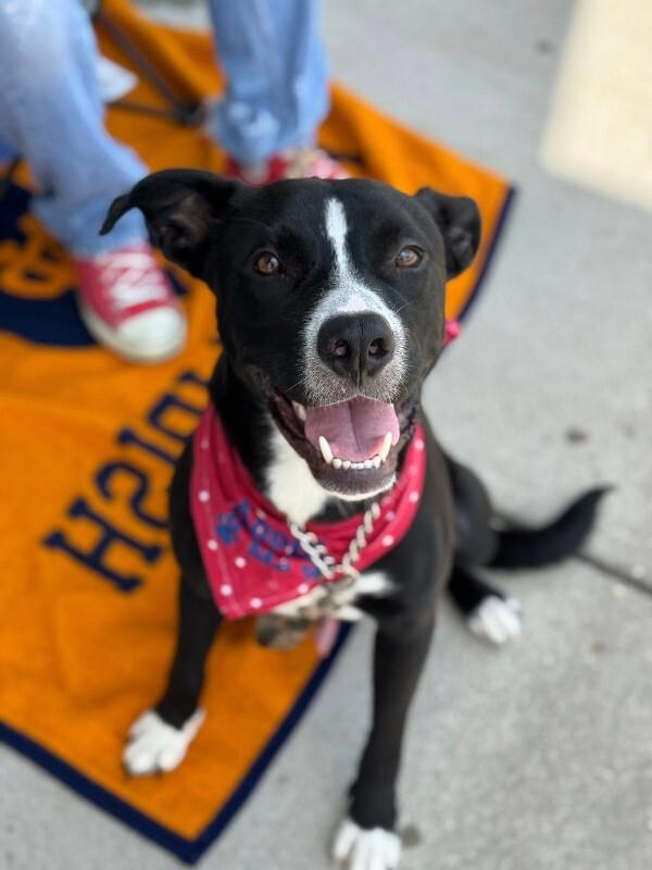 Mashira, ADOPTABLE, Adult Male Mixed Breed.