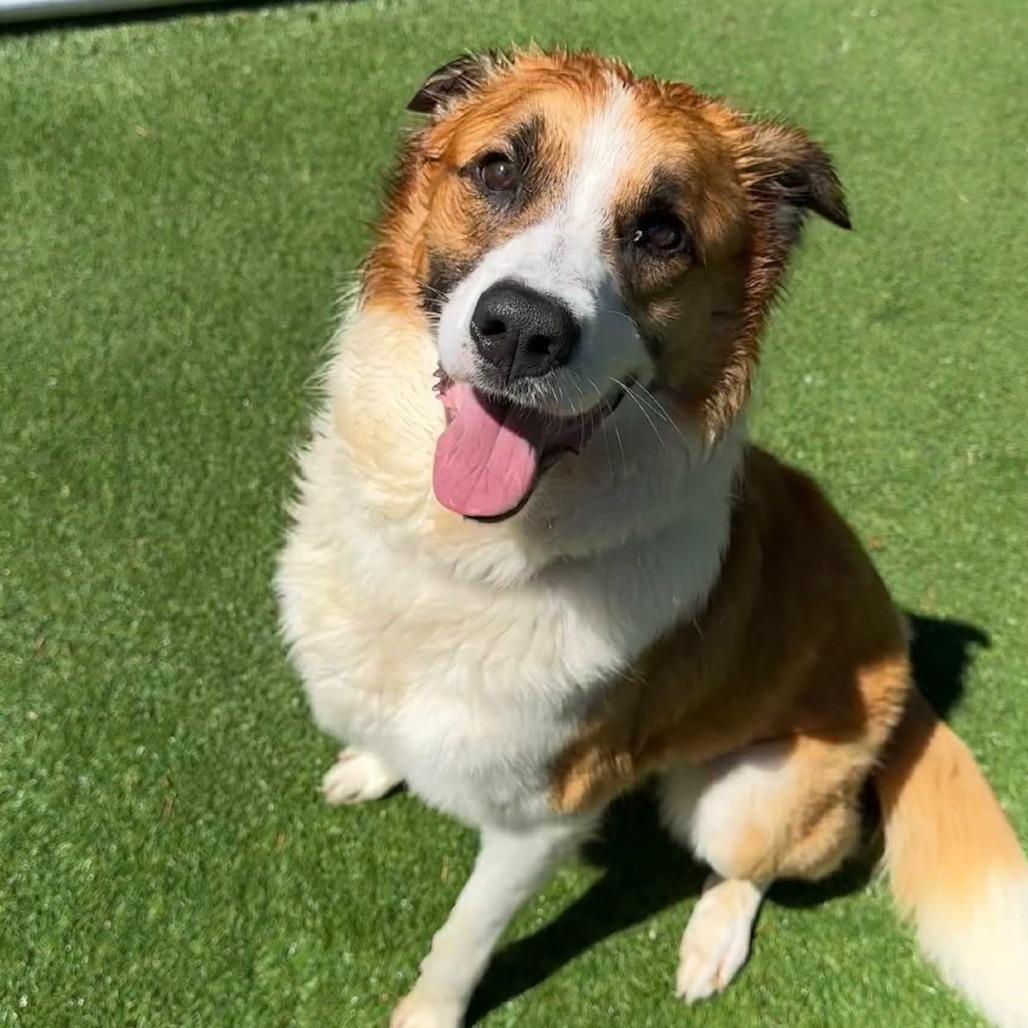 Creed, Adoptable, Young Male Smooth Collie.
