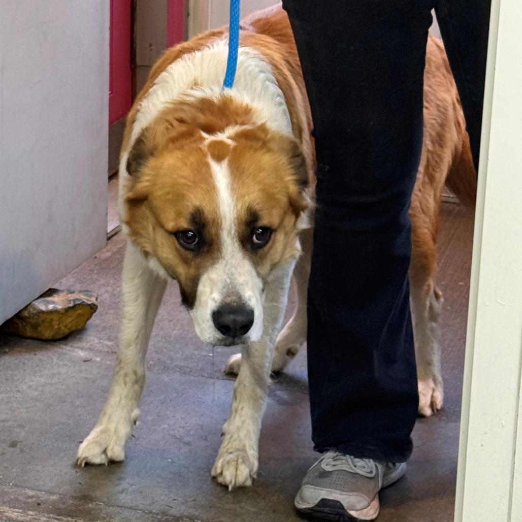 Creed, Adoptable, Young Male Smooth Collie.