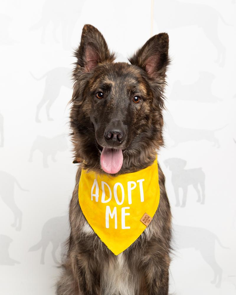 Lex, Adoptable, Young Male German Shepherd Dog & Siberian Husky.