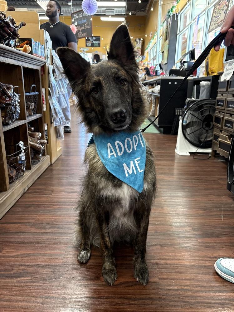 Enlarge Lex, a Adoptable mixed breed in Frisco, TX image 2/6