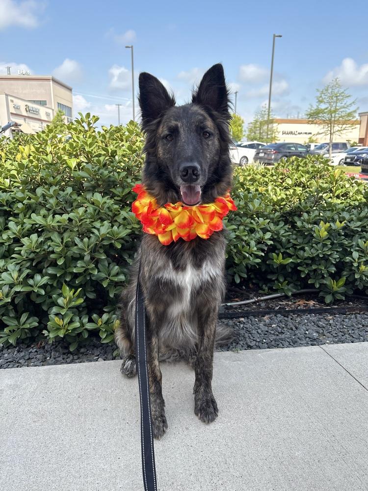 Enlarge Lex, a Adoptable mixed breed in Frisco, TX image 4/6