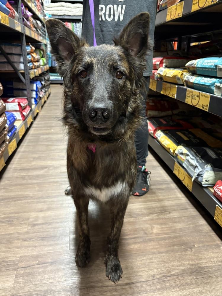 Enlarge Lex, a Adoptable mixed breed in Frisco, TX image 3/6