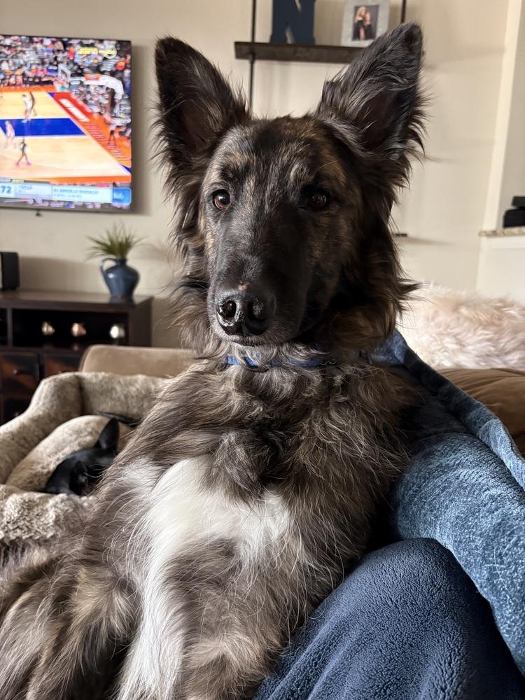 Enlarge Lex, a Adoptable mixed breed in Frisco, TX image 4/6