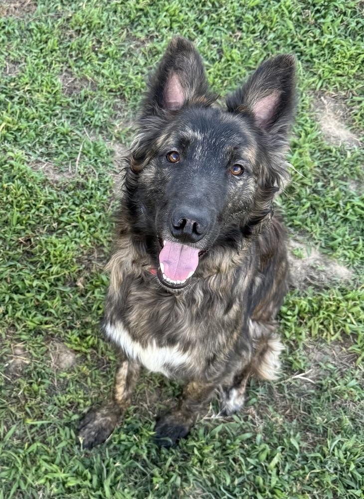 Enlarge Lex, a Adoptable mixed breed in Frisco, TX image 5/6