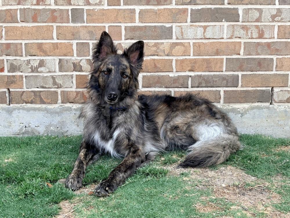 Enlarge Lex, a Adoptable mixed breed in Frisco, TX image 5/6