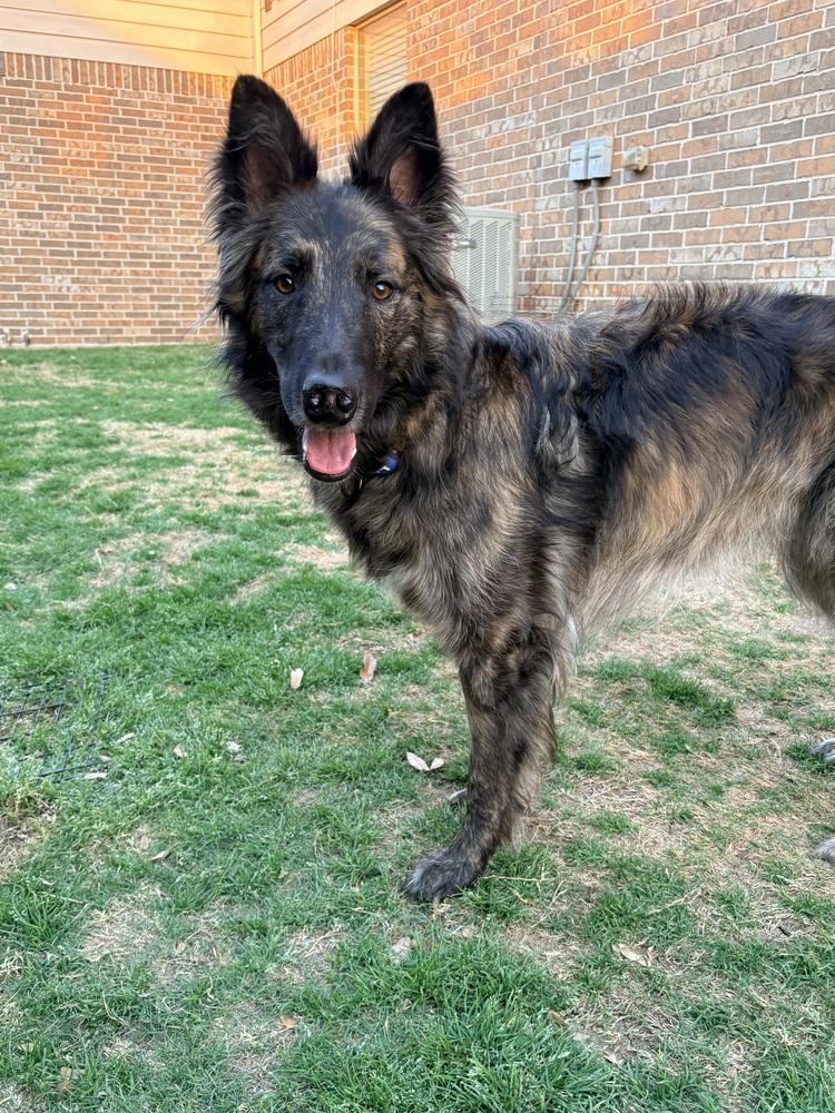 Enlarge Lex, a Adoptable mixed breed in Frisco, TX image 6/6