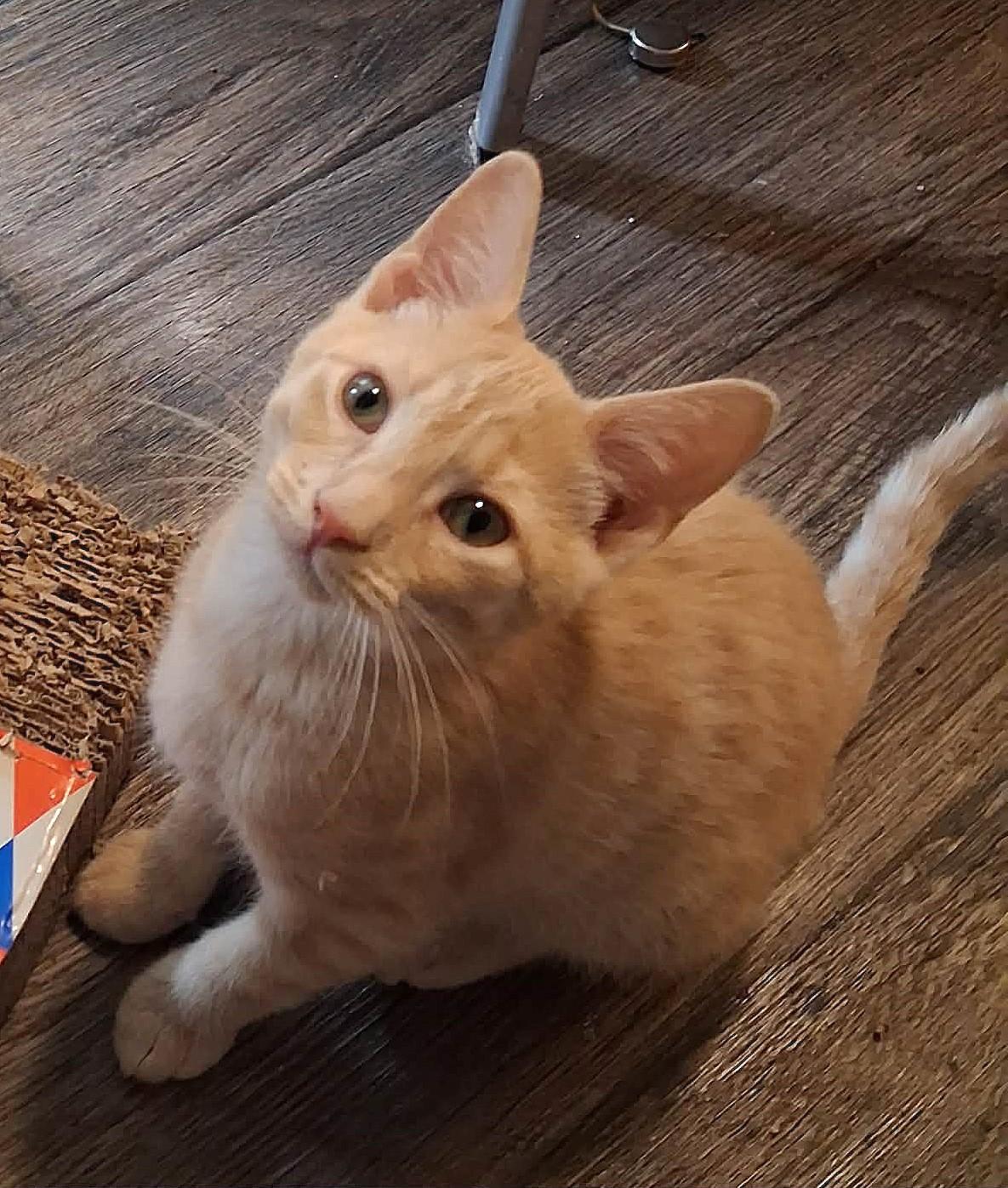 T-Bone, adoptable, Kitten Male Domestic Short Hair.