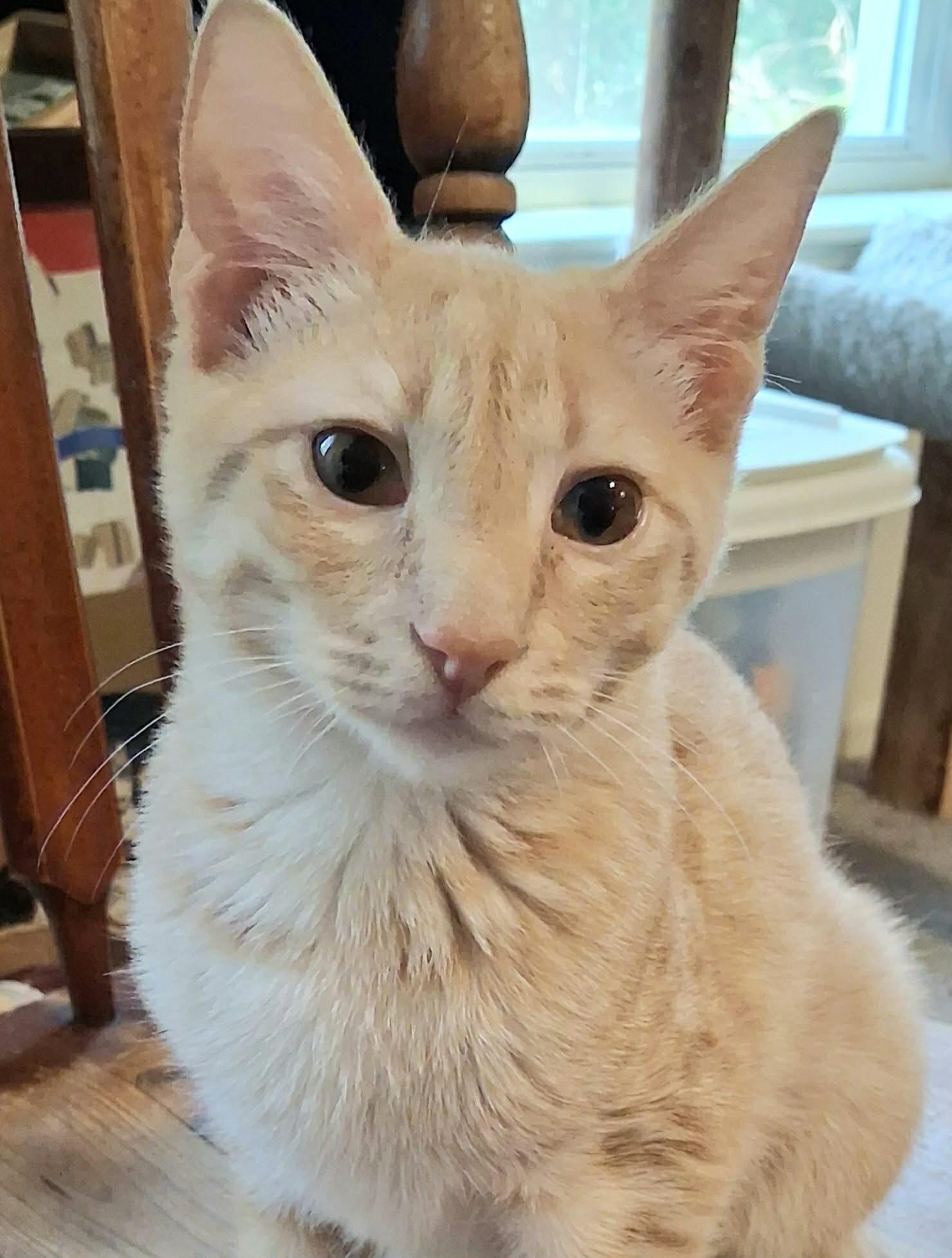 T-Bone, adoptable, Kitten Male Domestic Short Hair.