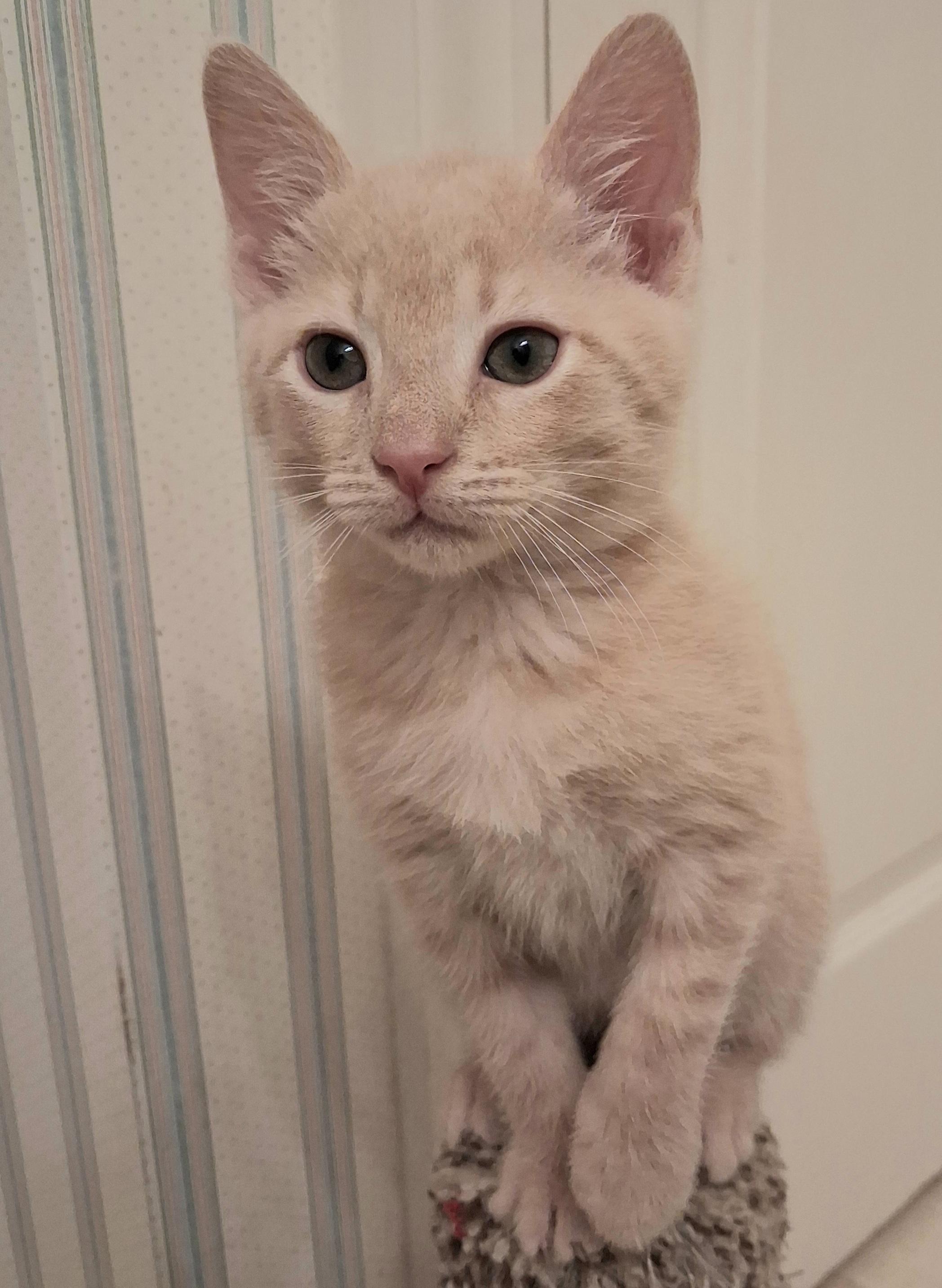 T-Bone, an adoptable Domestic Short Hair in Greenville, NC image 4/5