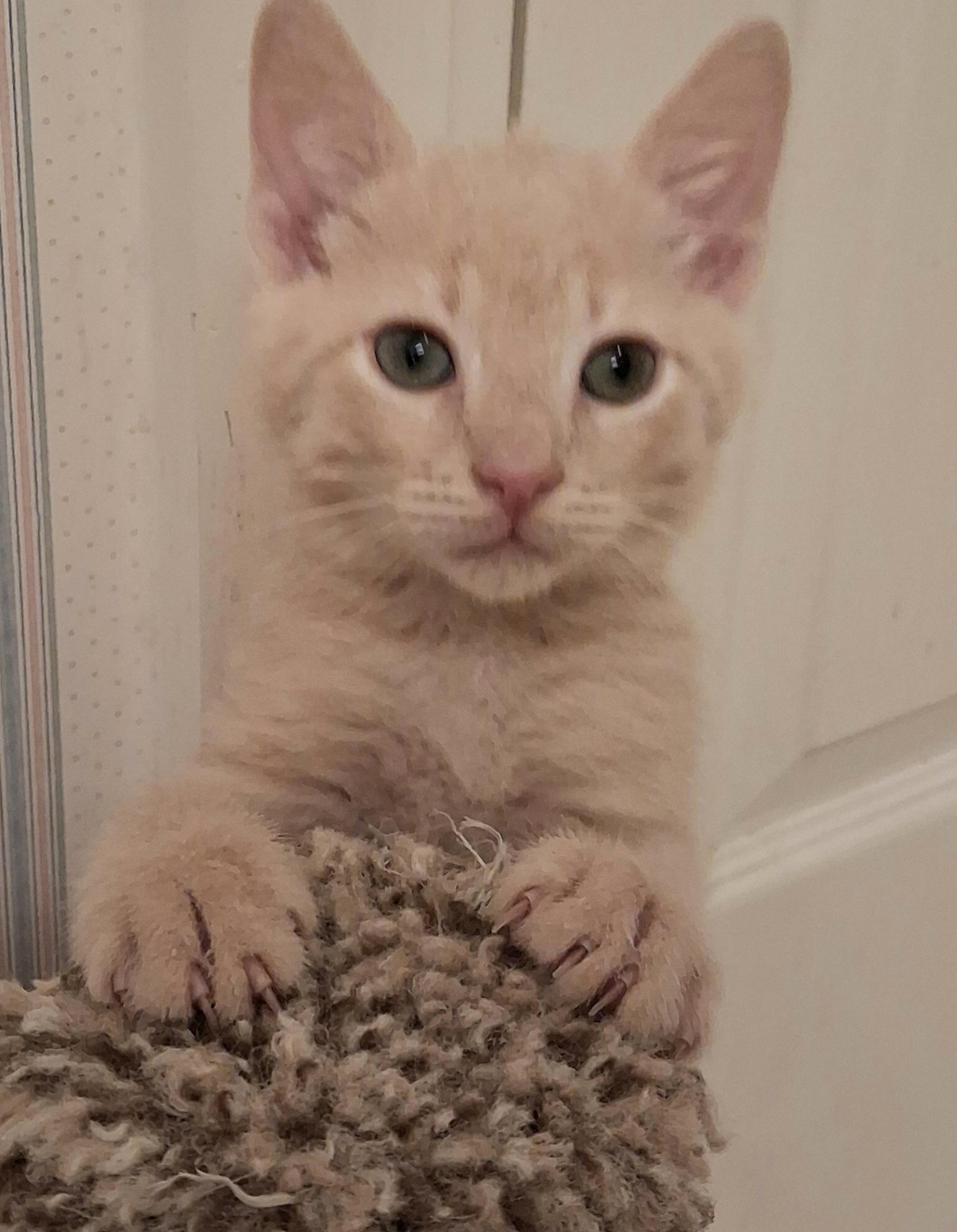 T-Bone, adoptable, Kitten Male Domestic Short Hair.