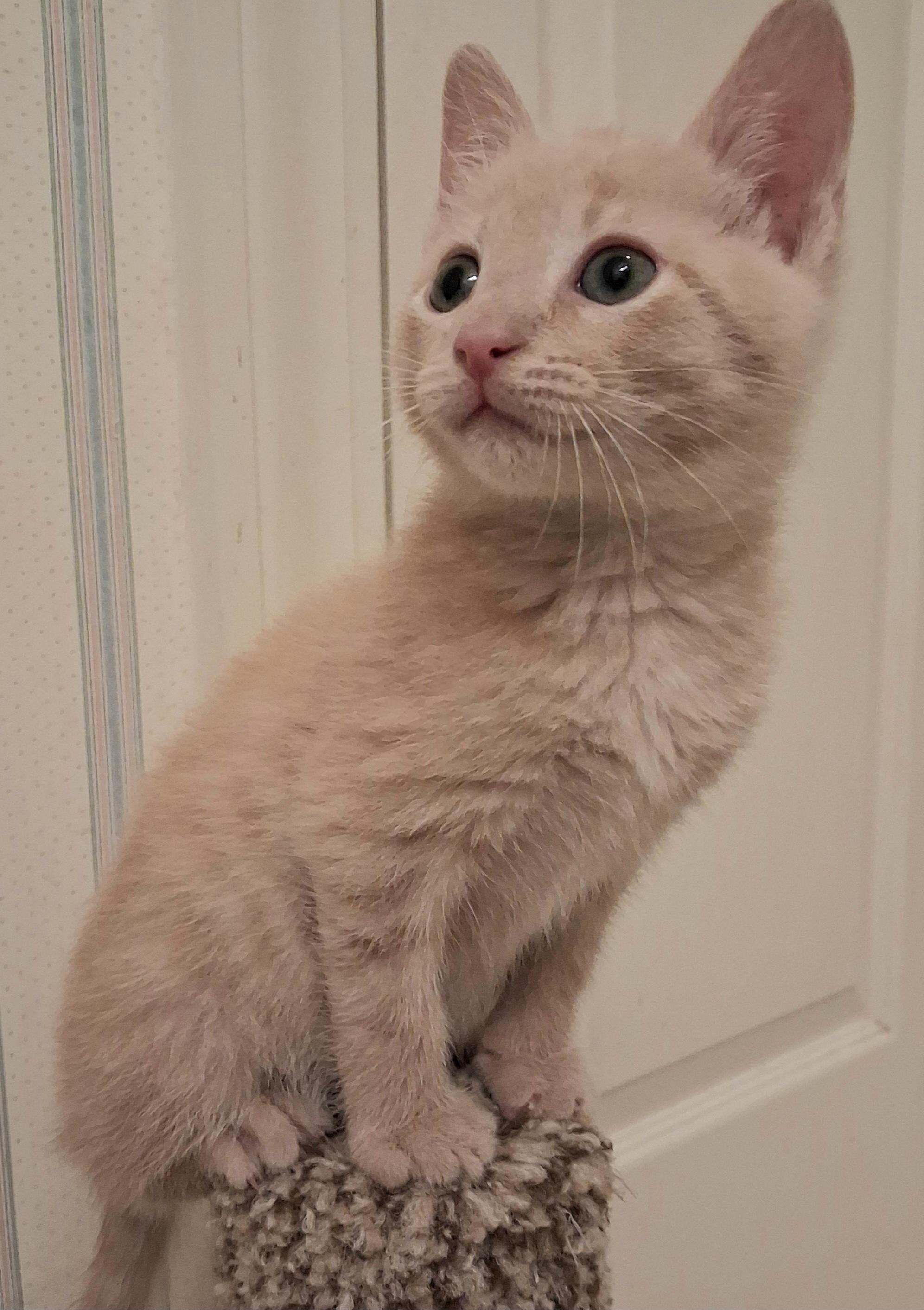 T-Bone, an adoptable Domestic Short Hair in Greenville, NC image 5/5