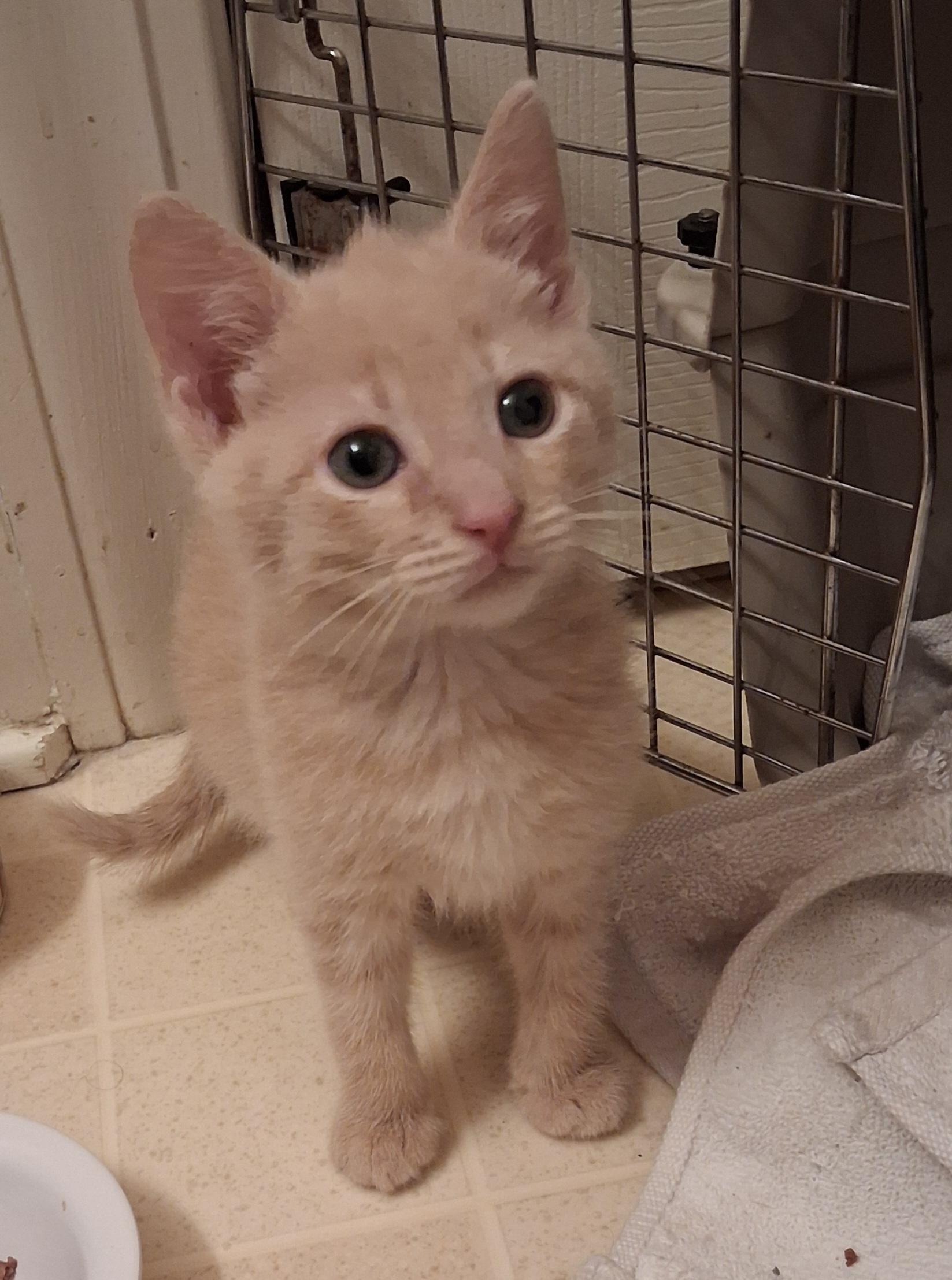 T-Bone, an adoptable Domestic Short Hair in Greenville, NC image 3/5