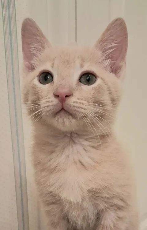 T-Bone, an adoptable Domestic Short Hair in Greenville, NC image 2/5