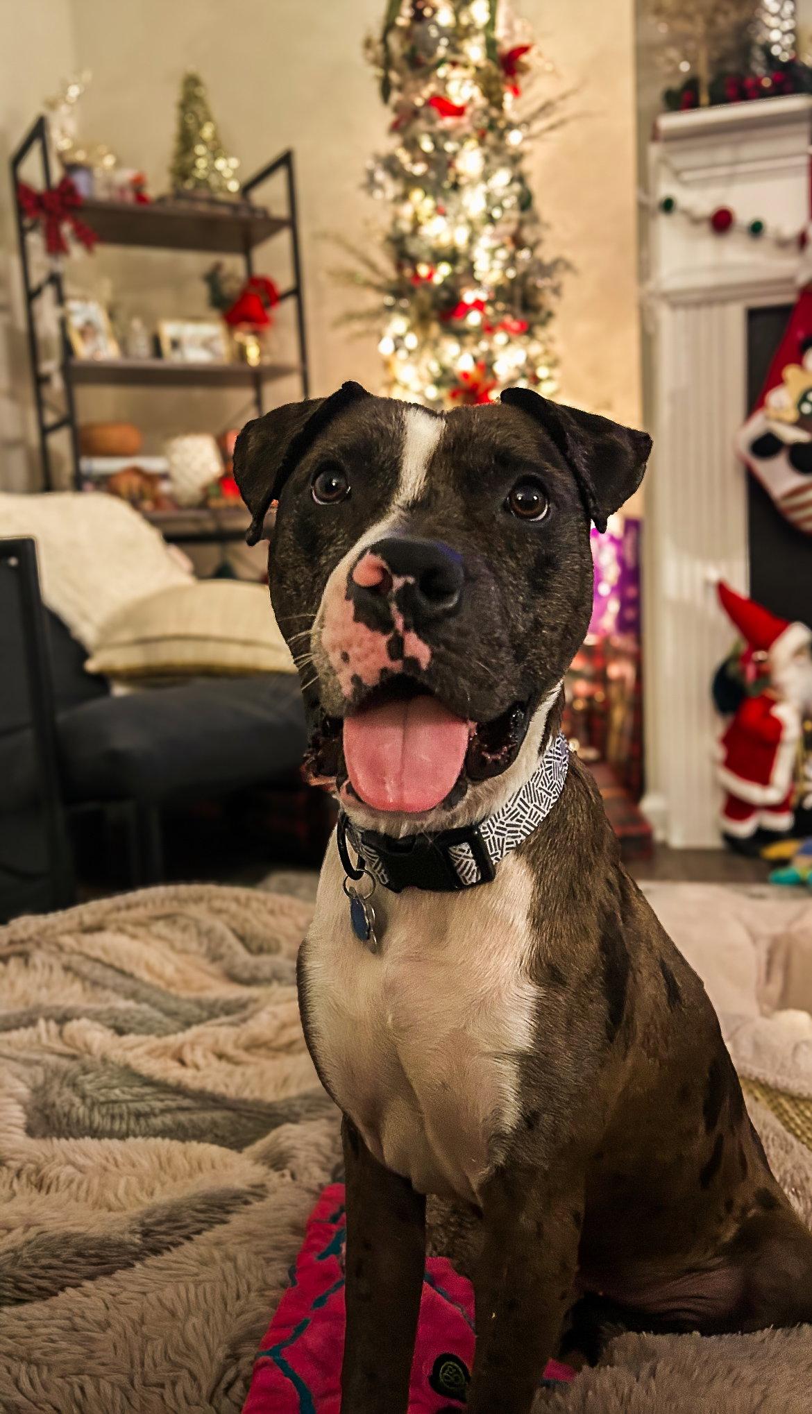 Rocco, a Adopted mixed breed in Holly Springs, NC image 1/3