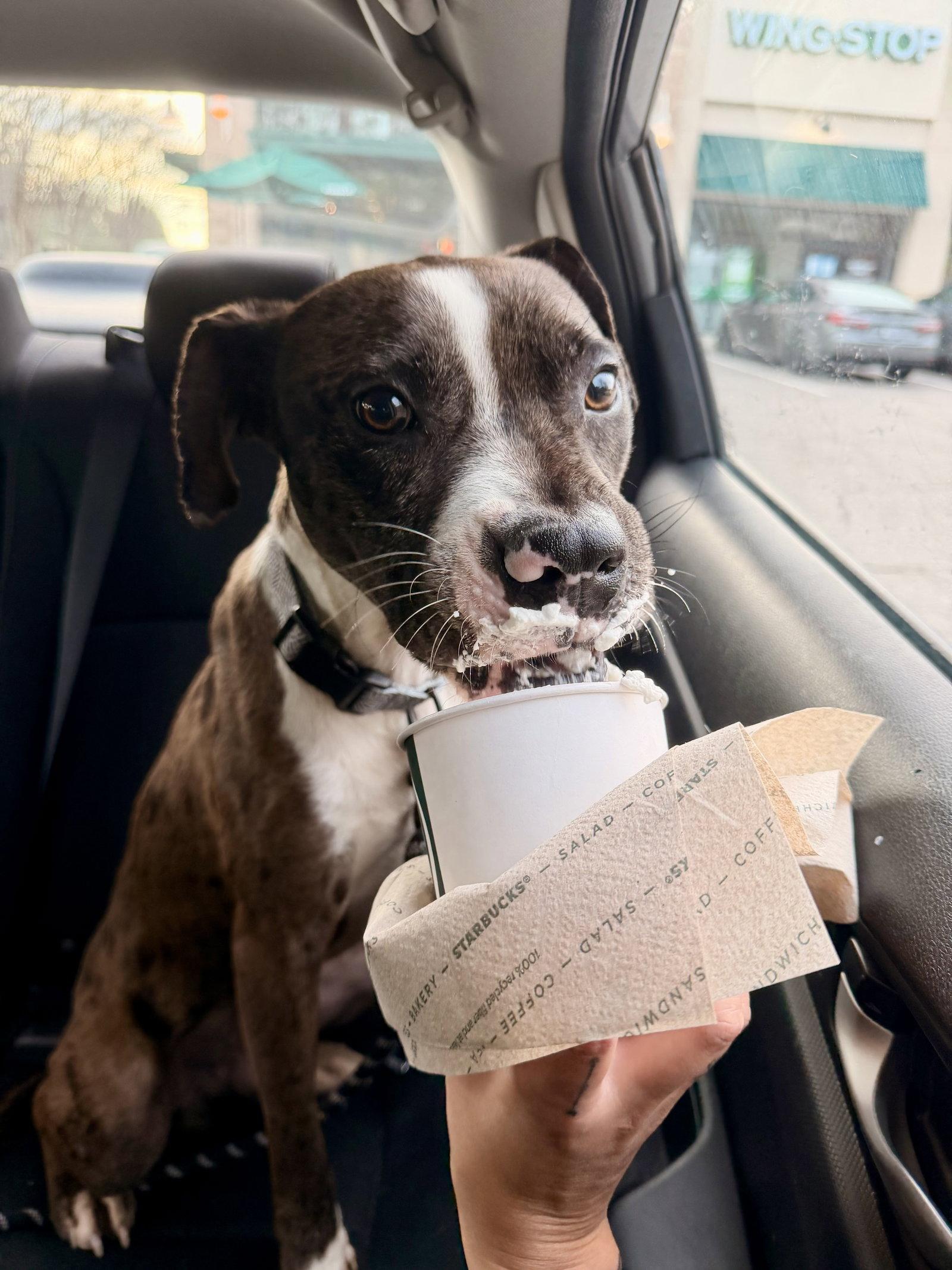 Rocco, a Adopted mixed breed in Holly Springs, NC image 2/3