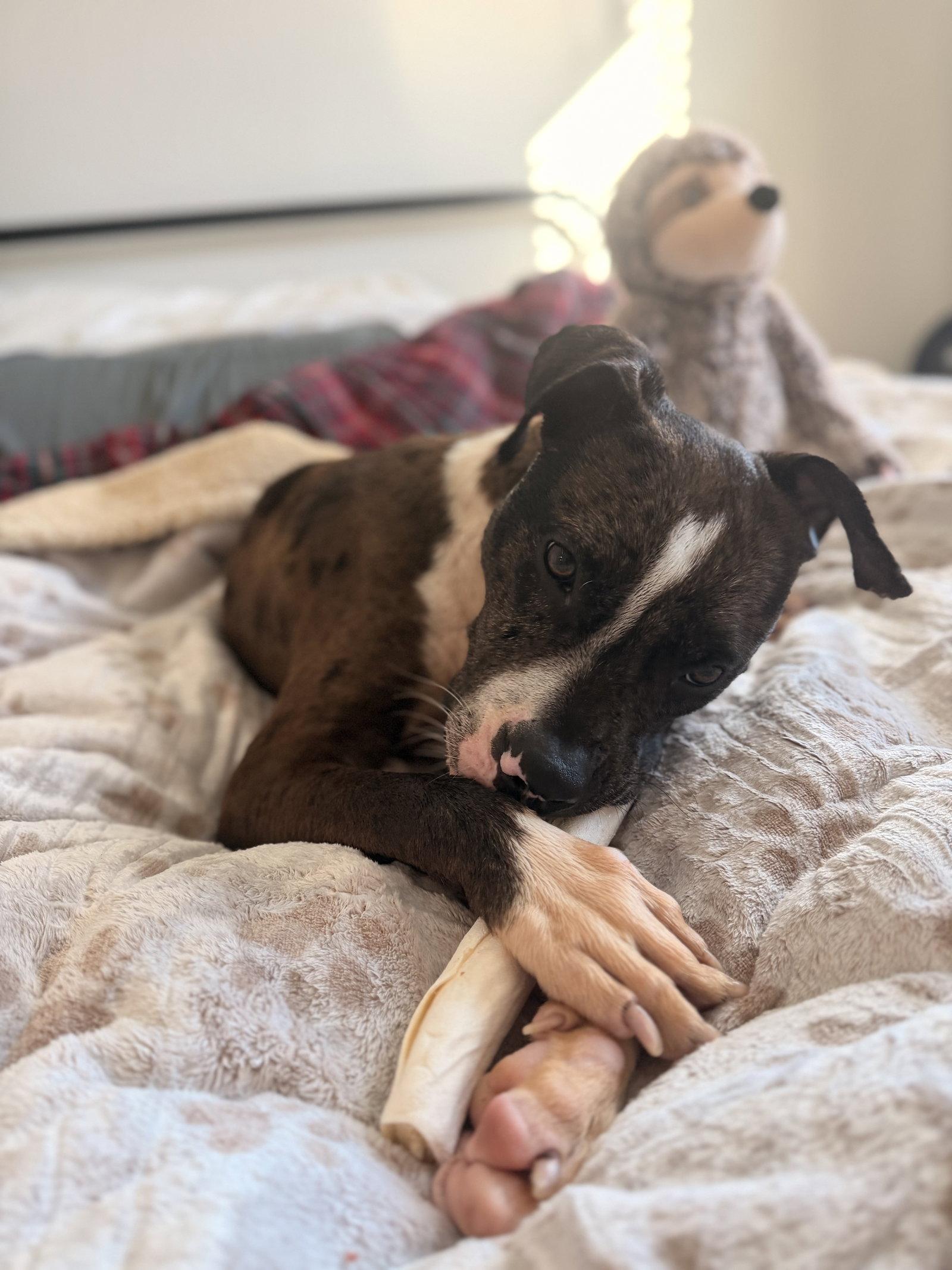 Rocco, a Adopted mixed breed in Holly Springs, NC image 3/3