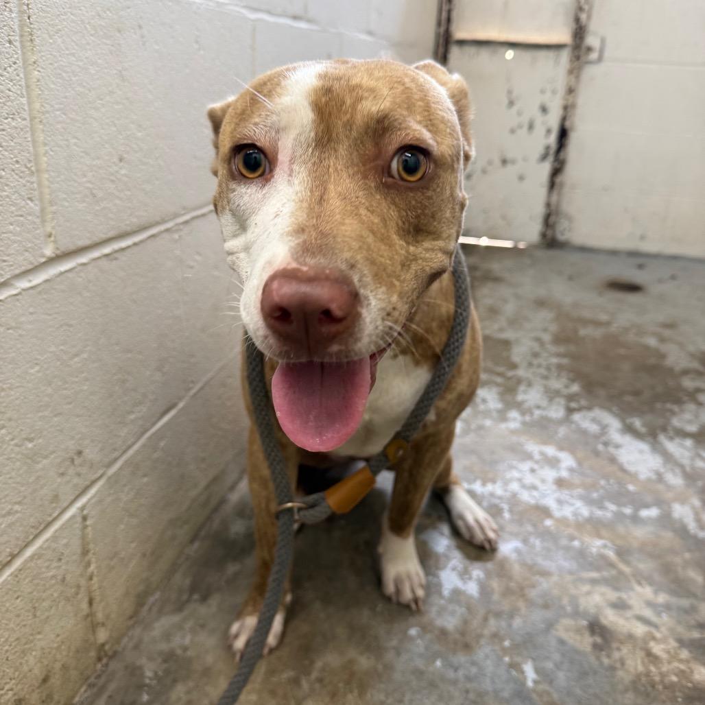 Bailey, Adoptable, Adult Female Mixed Breed.