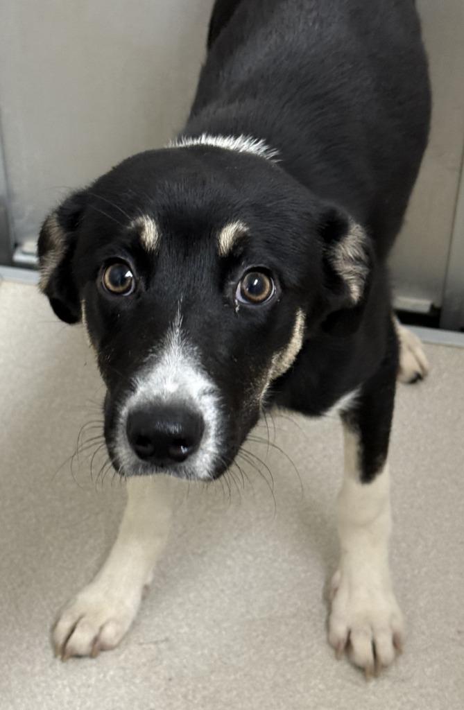 Enlarge Vanessa, a Adoptable mixed breed in Little Rock, AR image 1/1