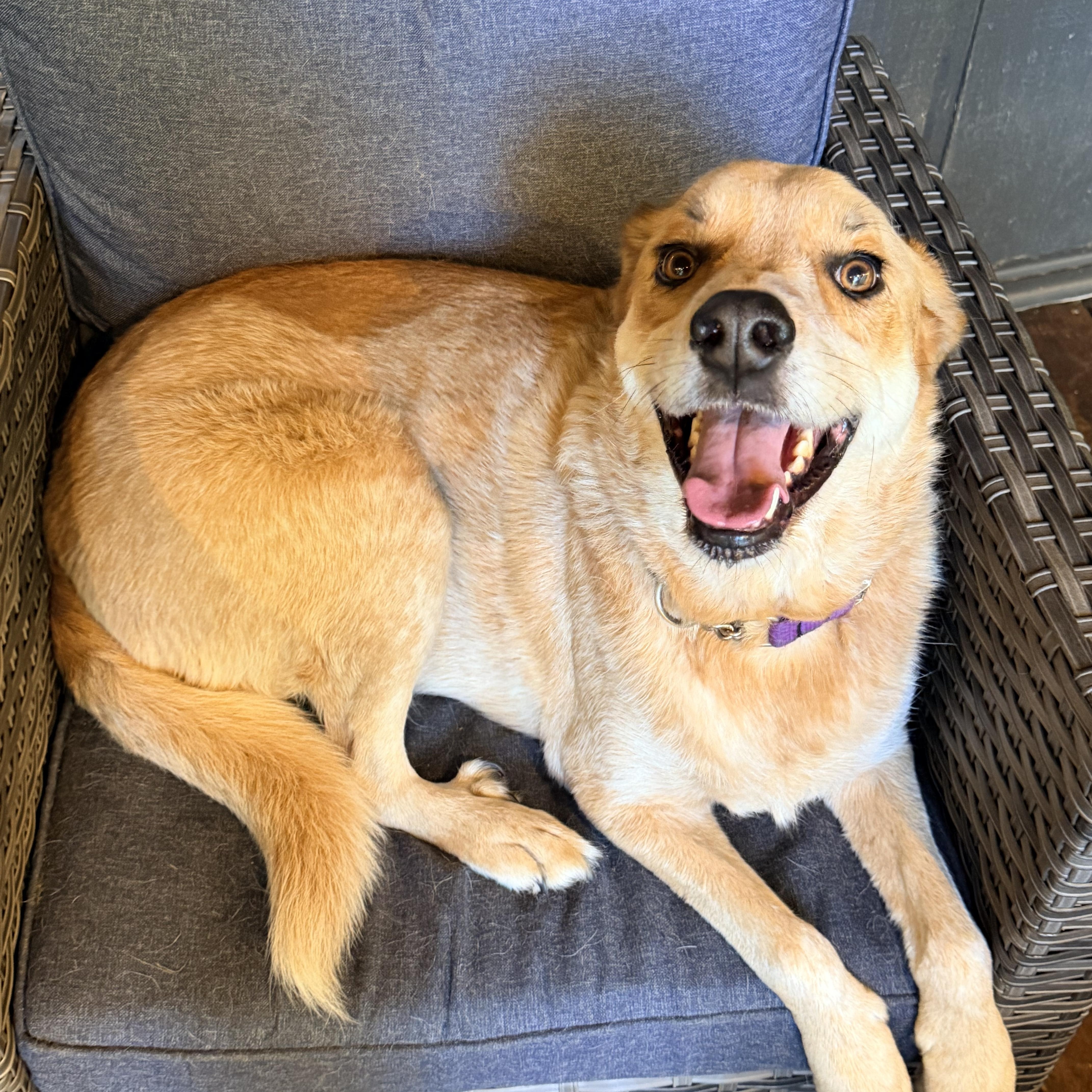 Buddy, a ADOPTABLE mixed breed in Rutherfordton, NC image 3/4
