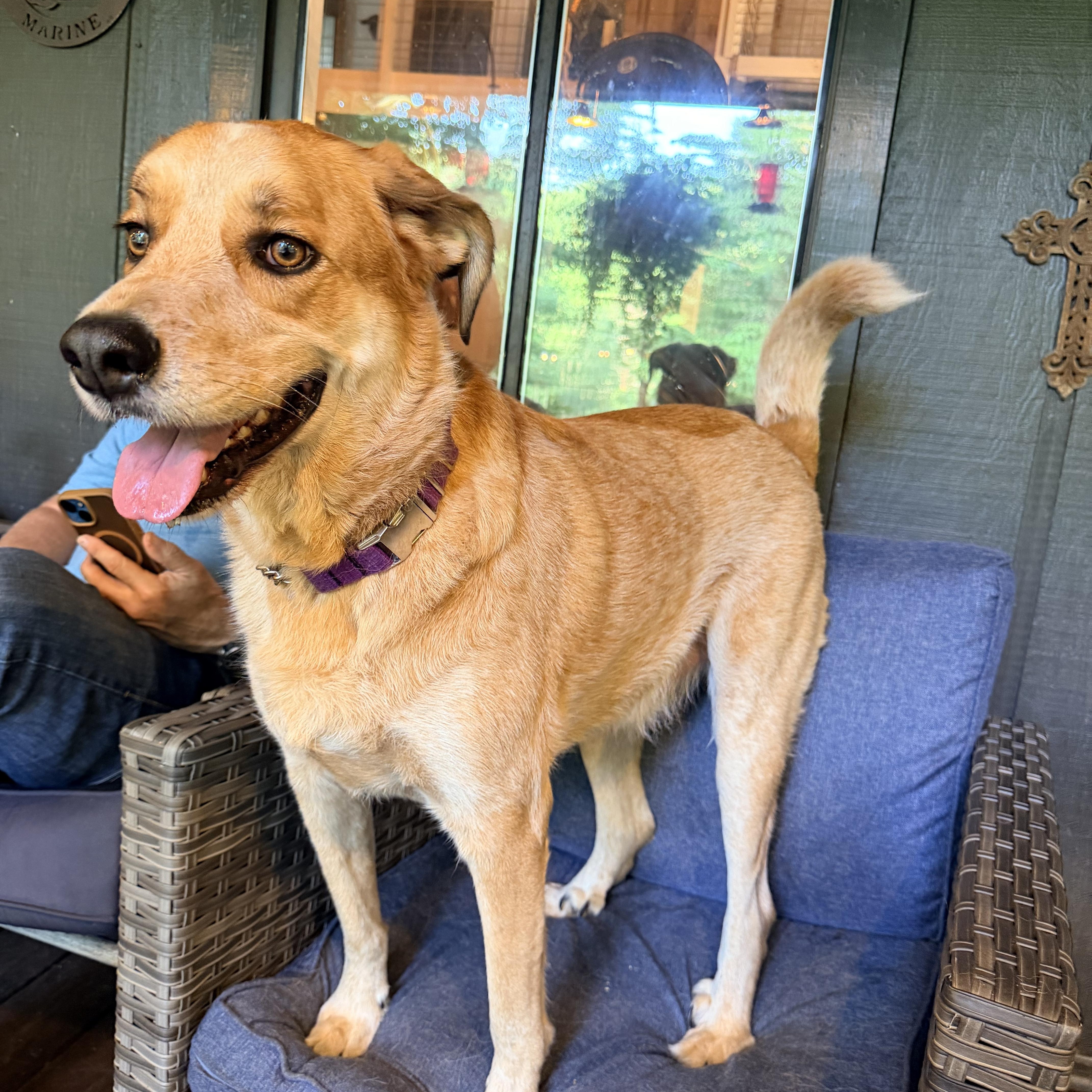 Buddy, ADOPTABLE, Young Male Golden Retriever & Coonhound.