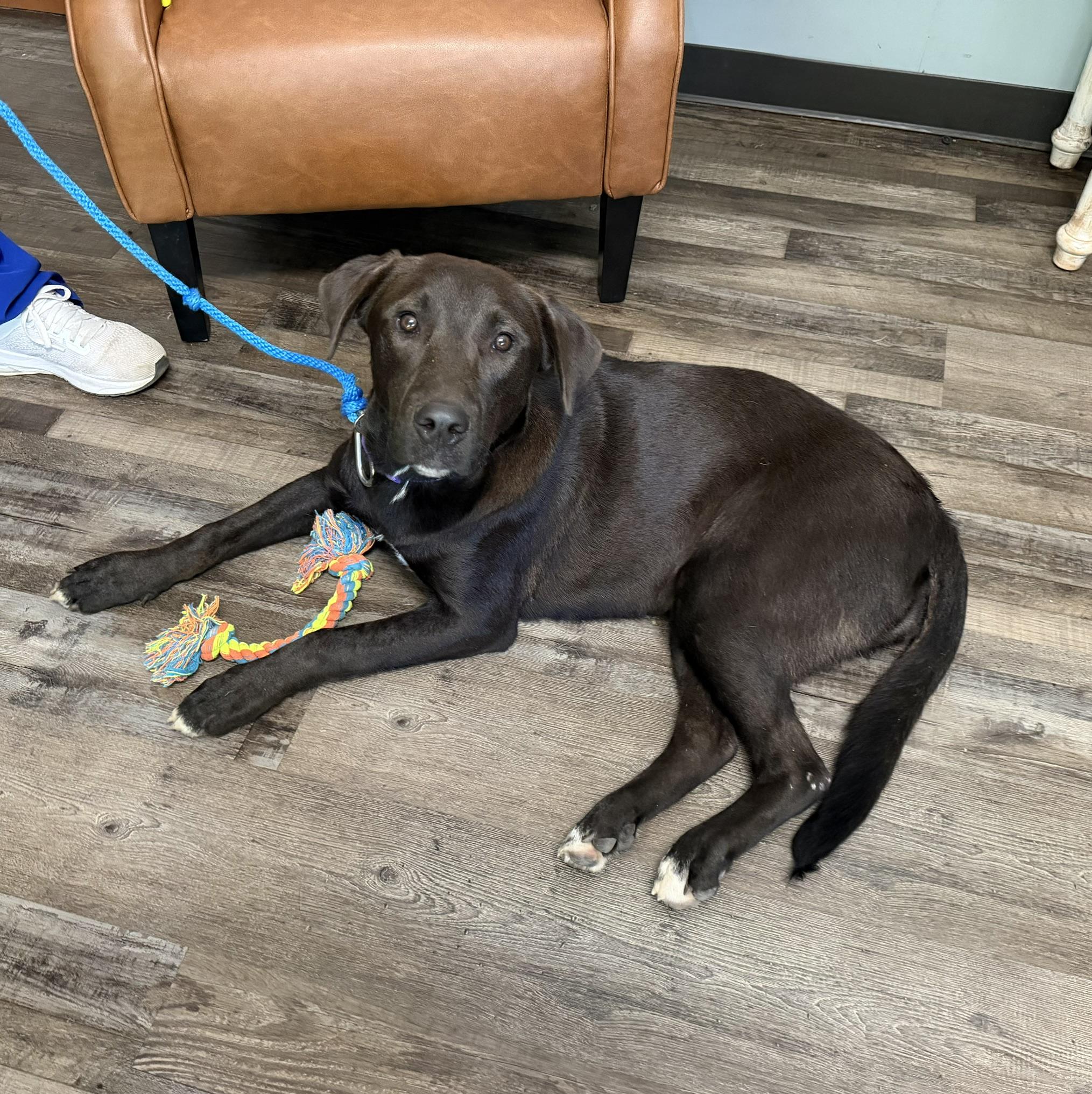 Enlarge Luna Ruffman, a Adoptable mixed breed in Woburn, MA image 3/5