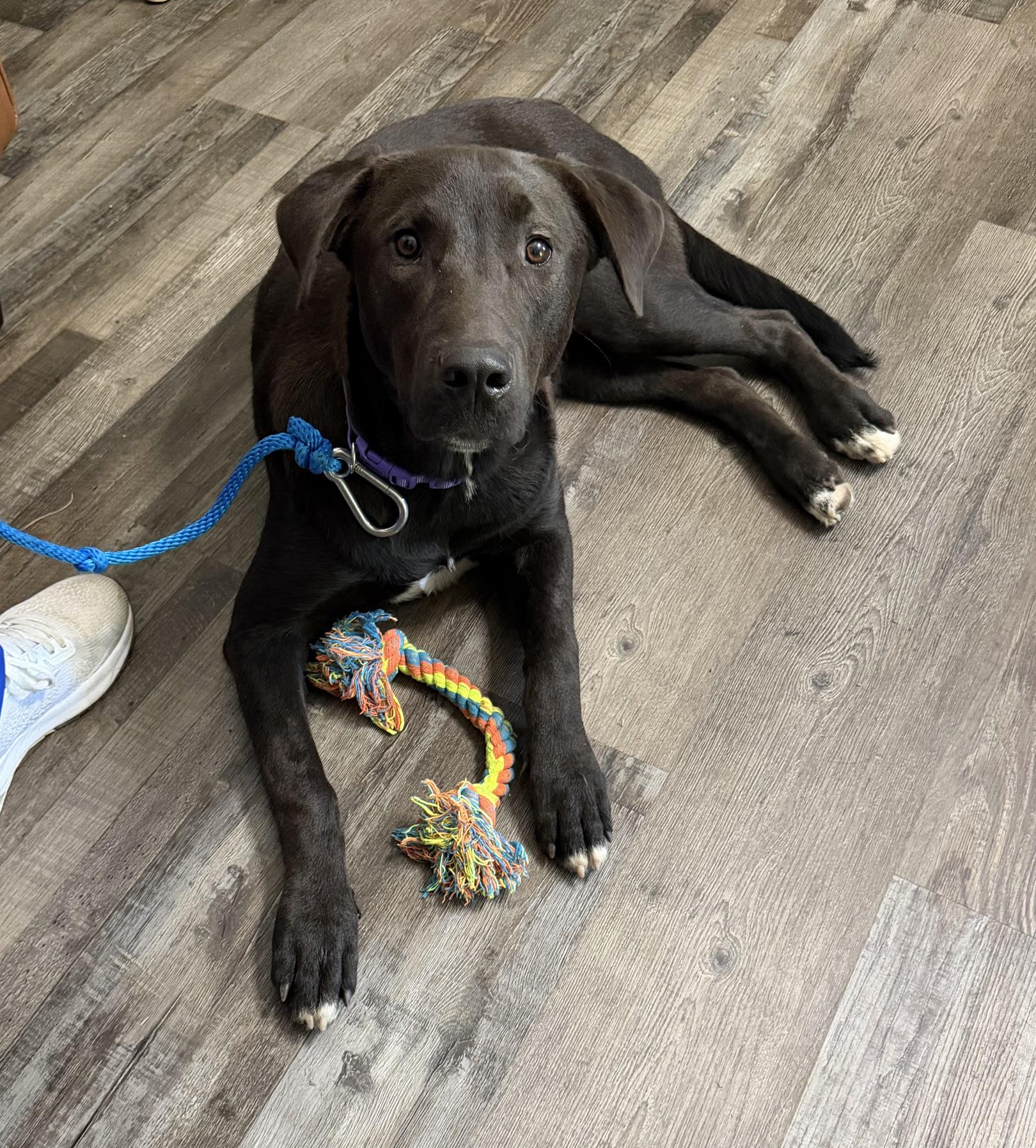 Enlarge Luna Ruffman, a Adoptable mixed breed in Woburn, MA image 4/5