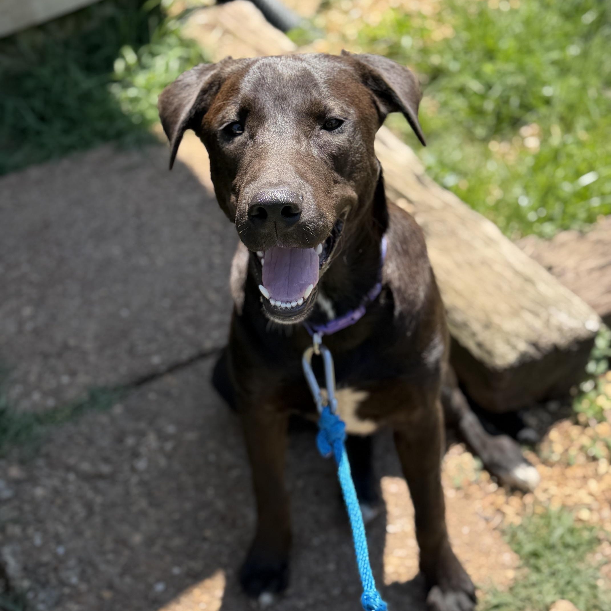 Enlarge Luna Ruffman, a Adoptable mixed breed in Woburn, MA image 1/5