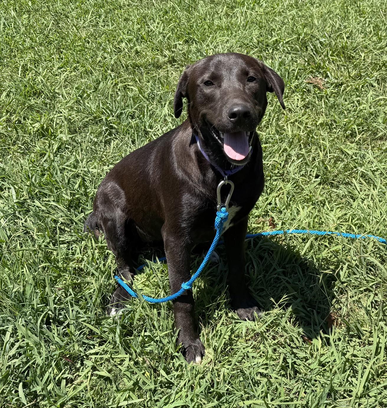 Enlarge Luna Ruffman, a Adoptable mixed breed in Woburn, MA image 2/5