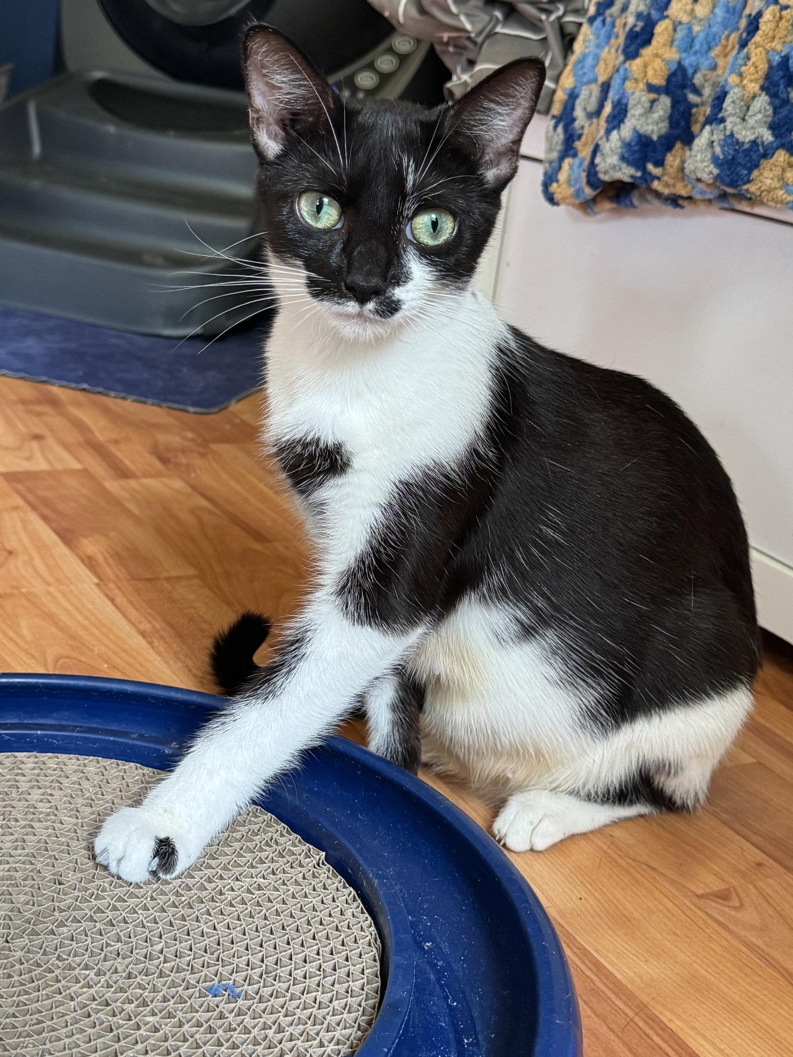 Enlarge Jazzy, a Adoptable Domestic Short Hair in King George, VA image 1/1