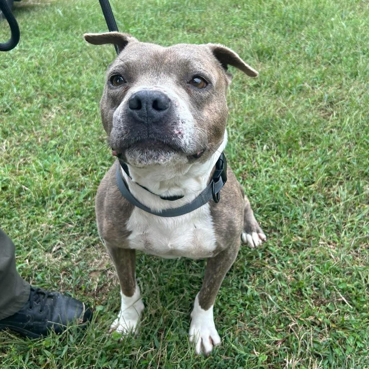 Enlarge Alien, a Adoptable Pit Bull Terrier in Elberon, VA image 1/1