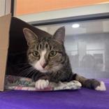 Jenny, Adoptable, Adult Female Domestic Short Hair.