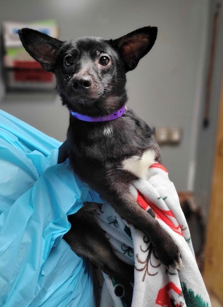 Enlarge Miracle Whip, a Adoptable mixed breed in Chillicothe, OH image 1/1