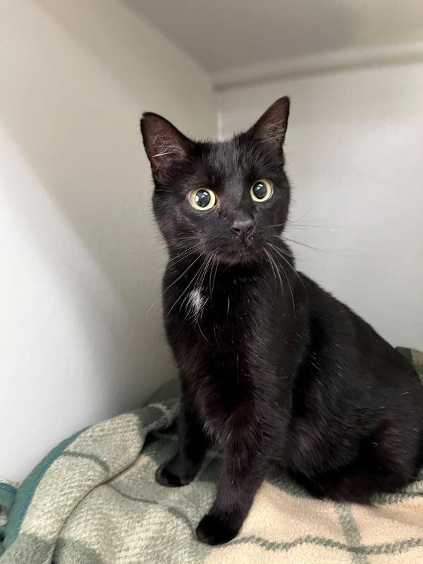 Teppo, Adoptable, Adult Male Domestic Short Hair.