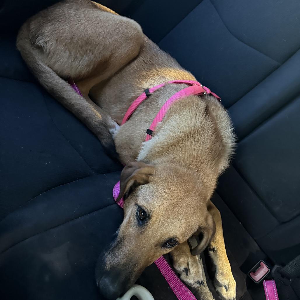 Sadie, Adoptable, Young Female German Shepherd Dog & Labrador Retriever.
