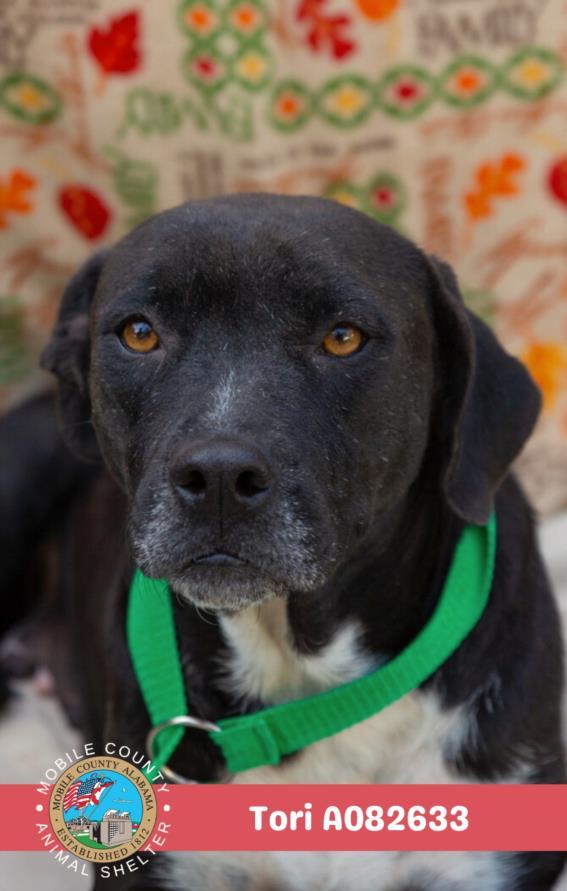 Enlarge TORI, a Adoptable American Bulldog in Mobile, AL image 1/1