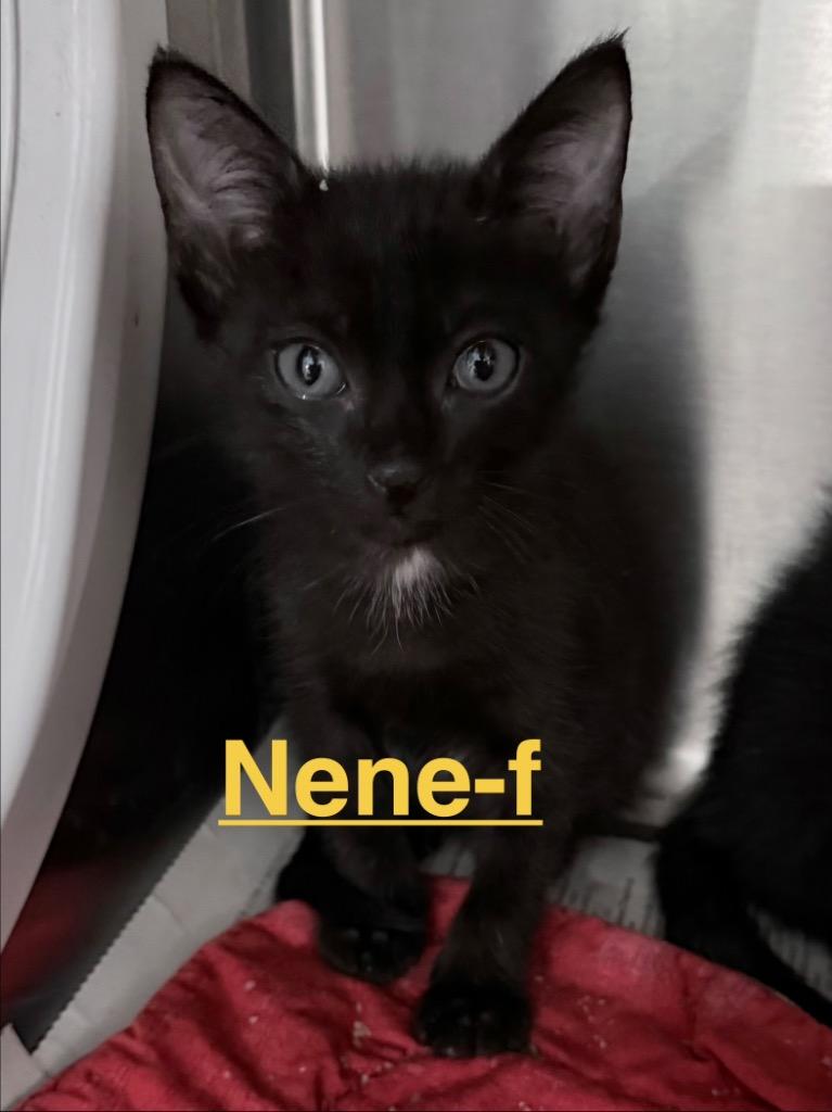Nene 26, Adoptable, Kitten Female Domestic Short Hair.