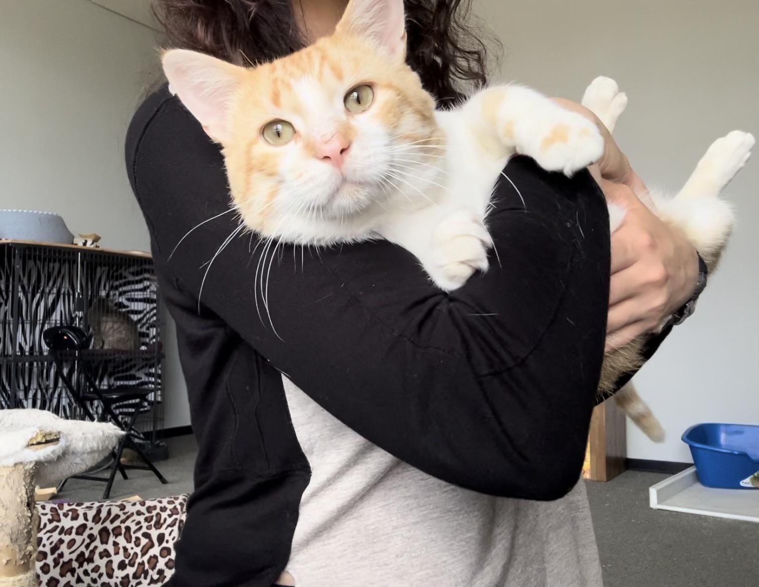 Luka Lovebug, a Adoptable Domestic Short Hair in Oak Park, MI image 1/4
