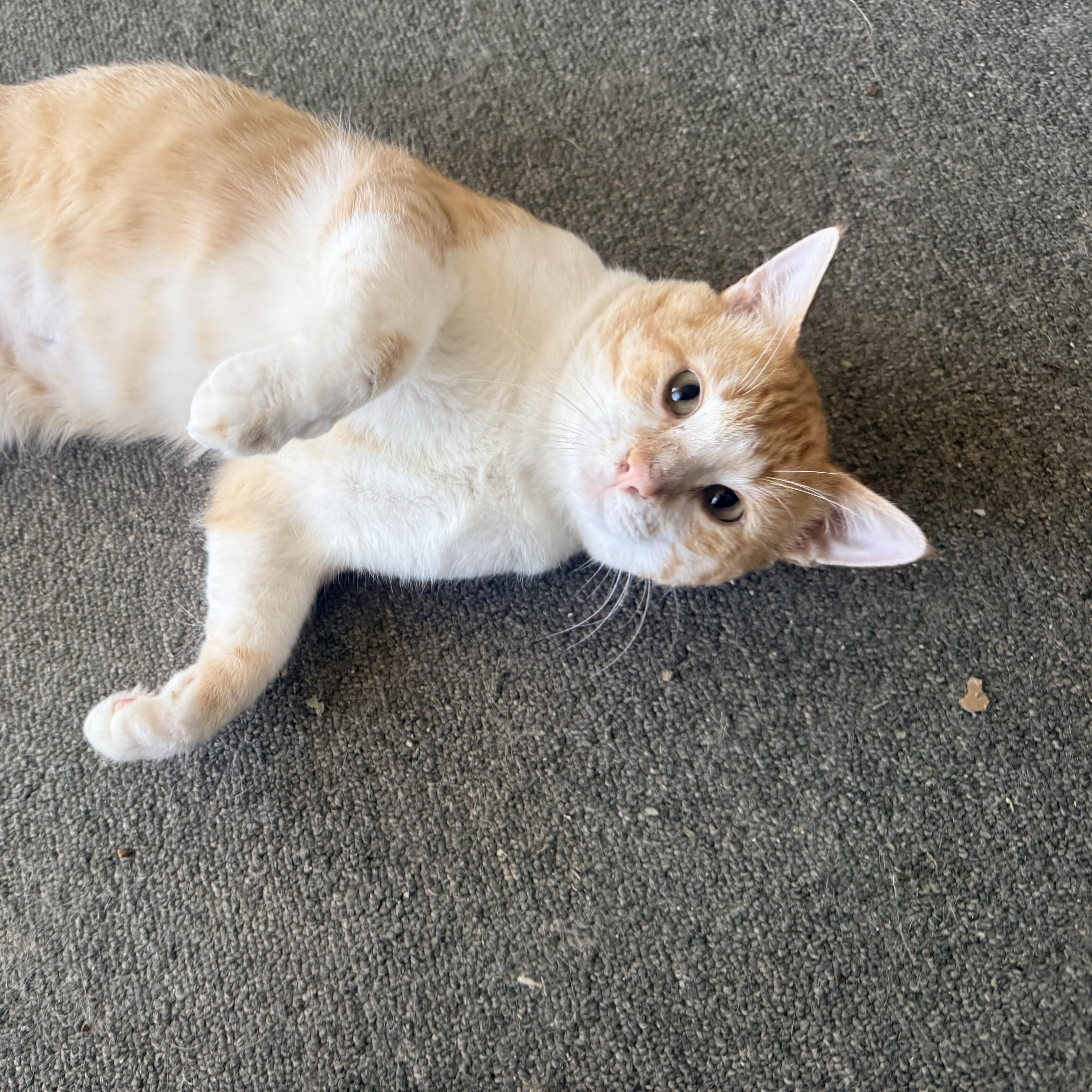 Luka Lovebug, a Adoptable Domestic Short Hair in Oak Park, MI image 4/4