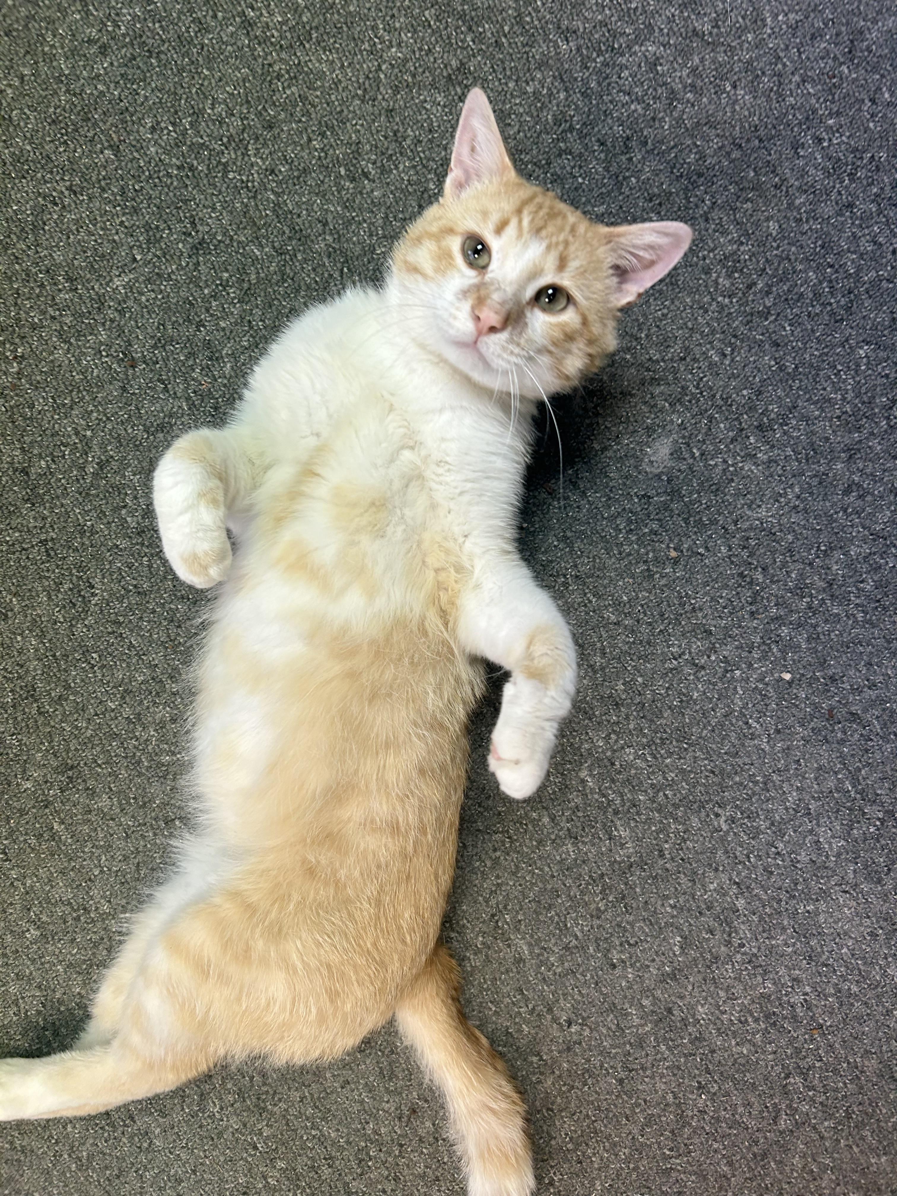Luka Lovebug, a Adoptable Domestic Short Hair in Oak Park, MI image 2/4