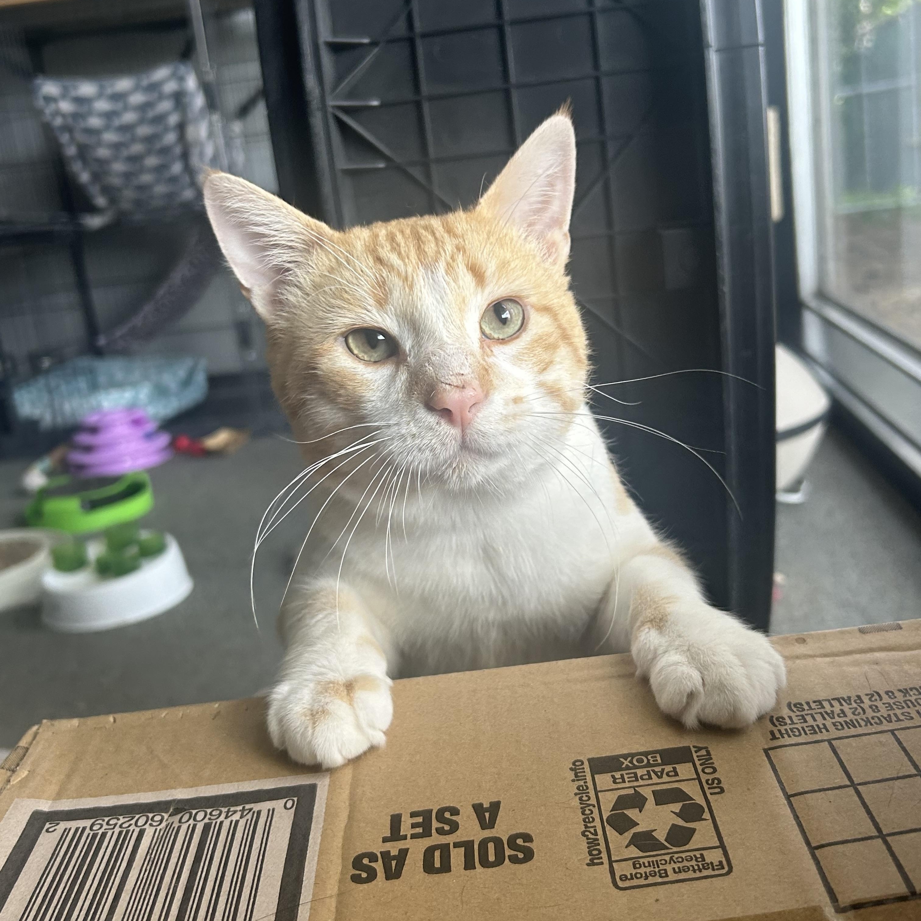 Luka Lovebug, a Adoptable Domestic Short Hair in Oak Park, MI image 3/4