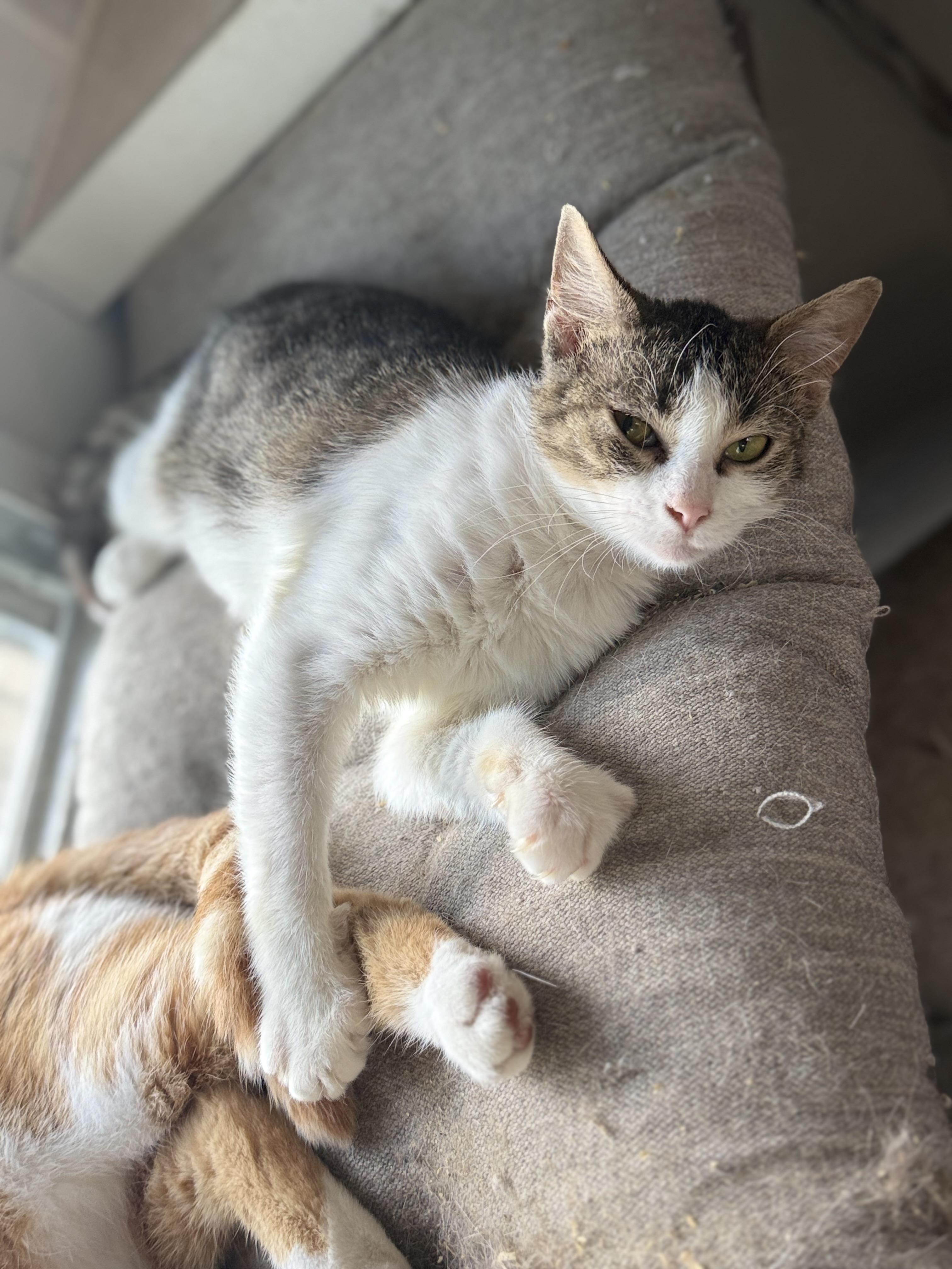 Tinkerbell, ADOPTABLE, Young Female Domestic Short Hair.