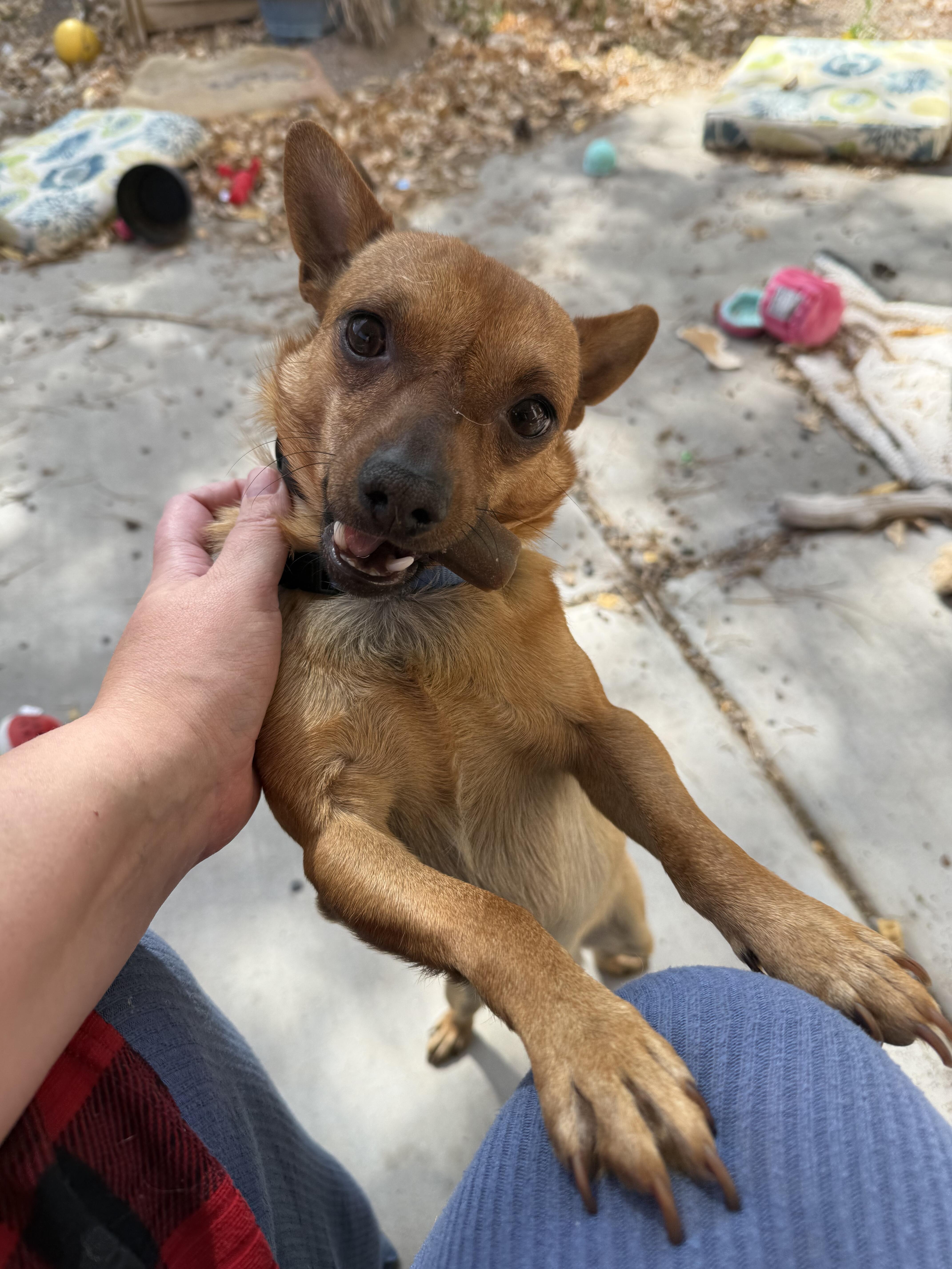 Honcho, ADOPTABLE, Adult Male Chihuahua.